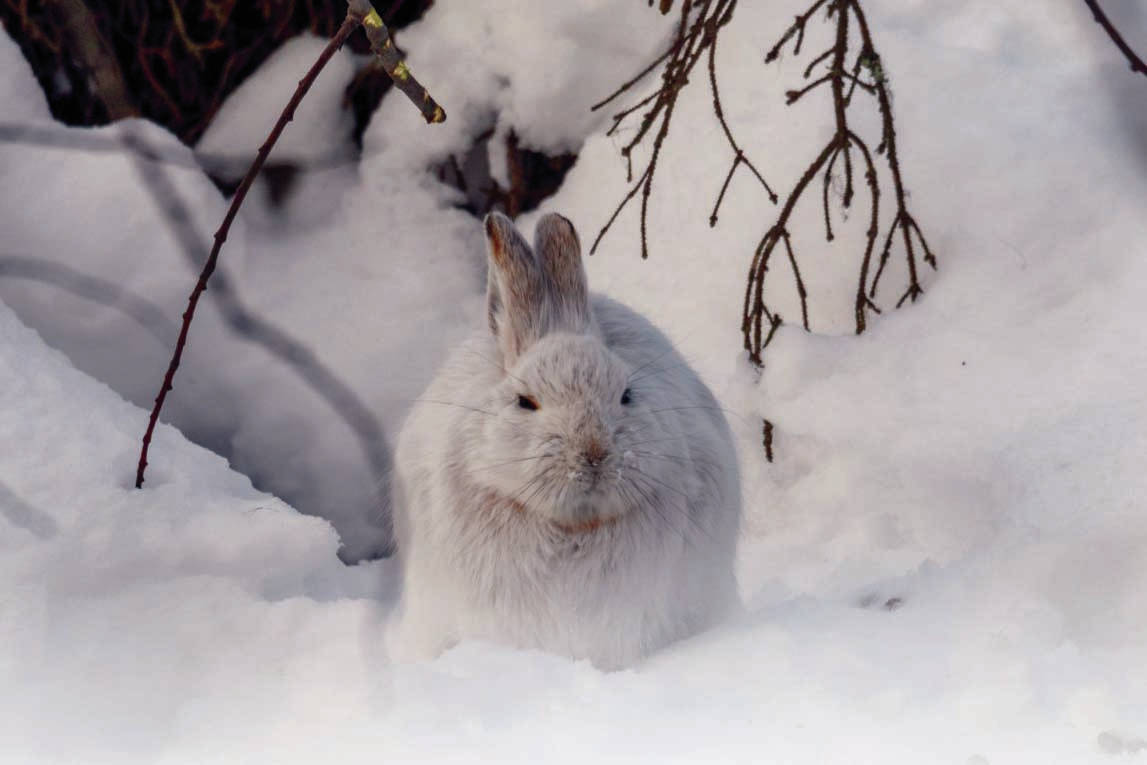 A snowshoe hare in its white winter coat. (Photo by Colin Canterbury/Kenai National Wildlife Refuge)