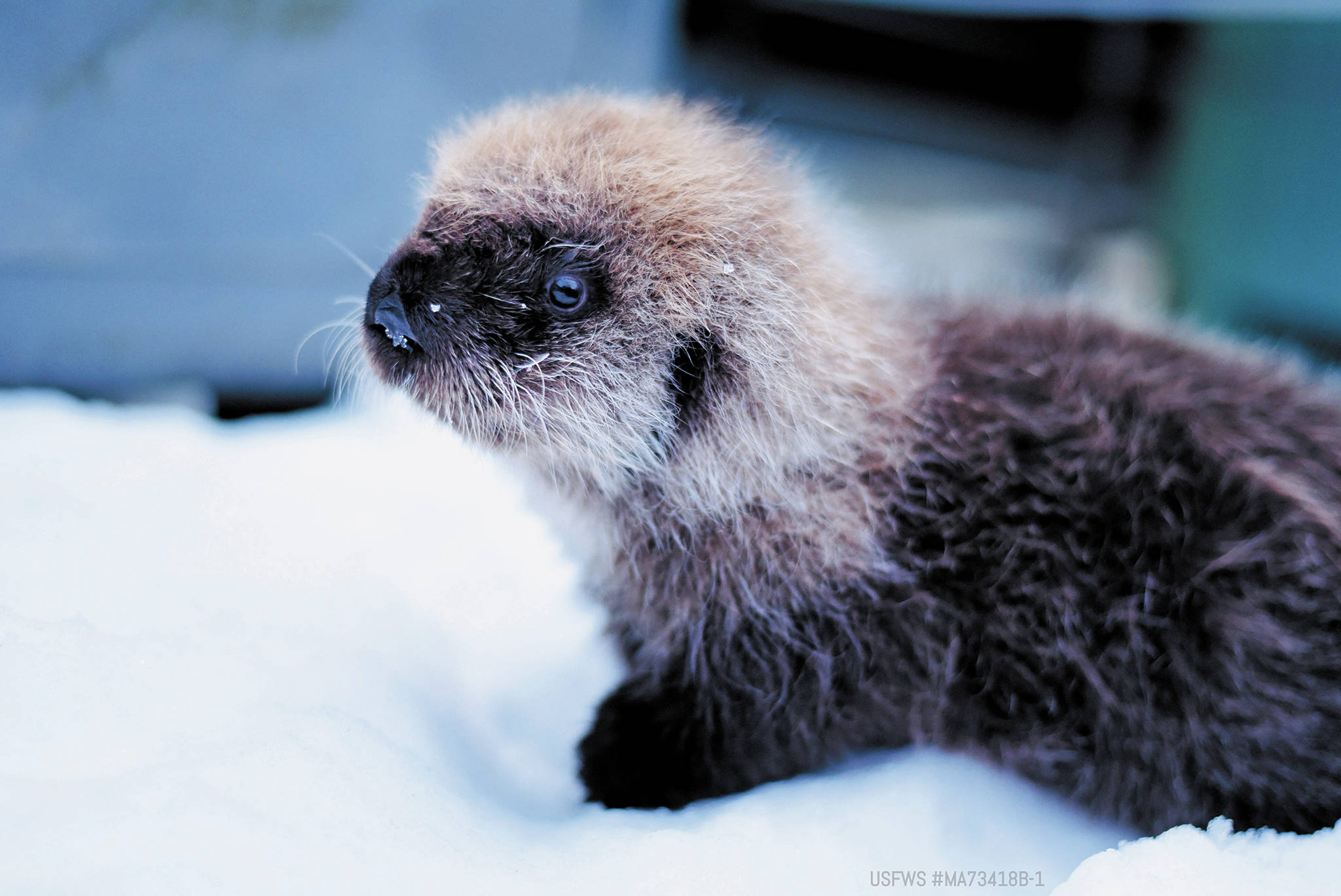 This sea otter pup recovered from the beach in Homer has been admitted to the Alaska SeaLife Center for care and rehabilitation. (Photo courtesy Alaska SeaLife Center)
