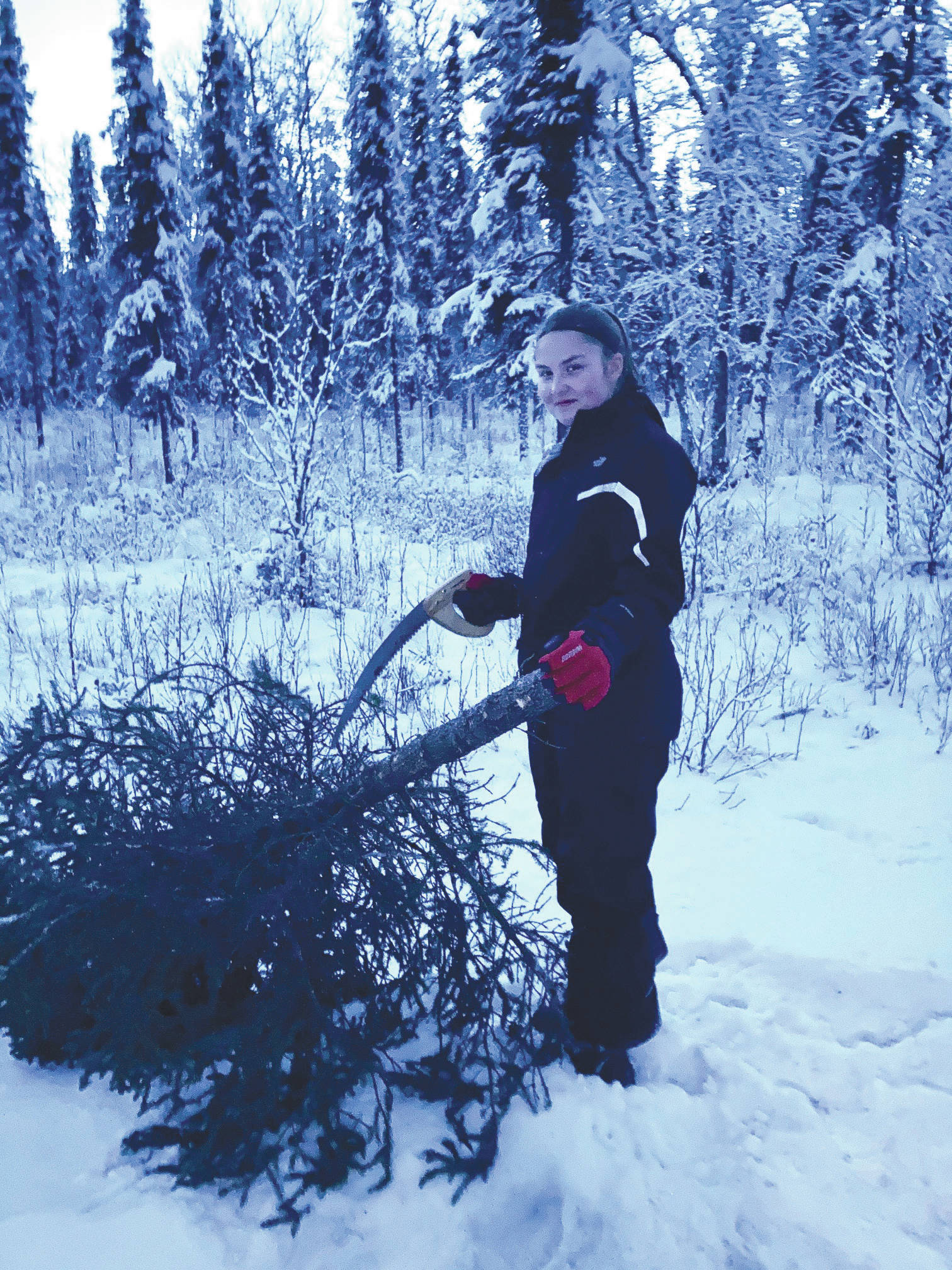 Photo by Matt Conner/USFWS 
Bailey, age 15, harvesting a Christmas tree on Kenai NWR.