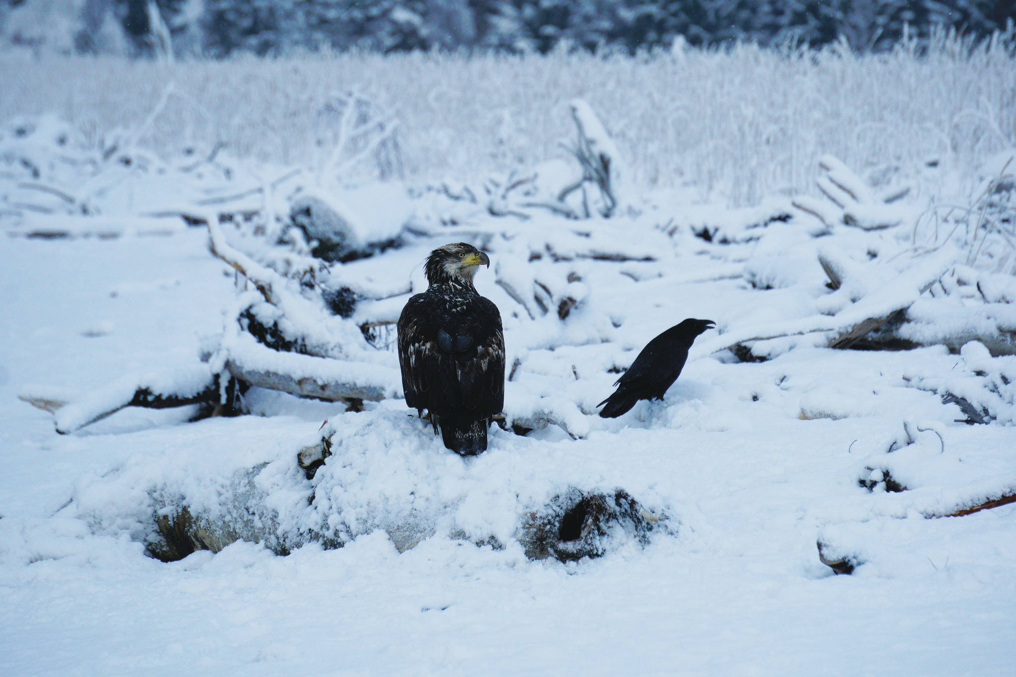 An immature bald eagle, left, and a raven sit on a driftwood log on Thursday, Dec. 10, 2020, at Mariner Park beach on the Homer Spit in Homer, Alaska. (Photo by Michael Armstrong/Homer News)