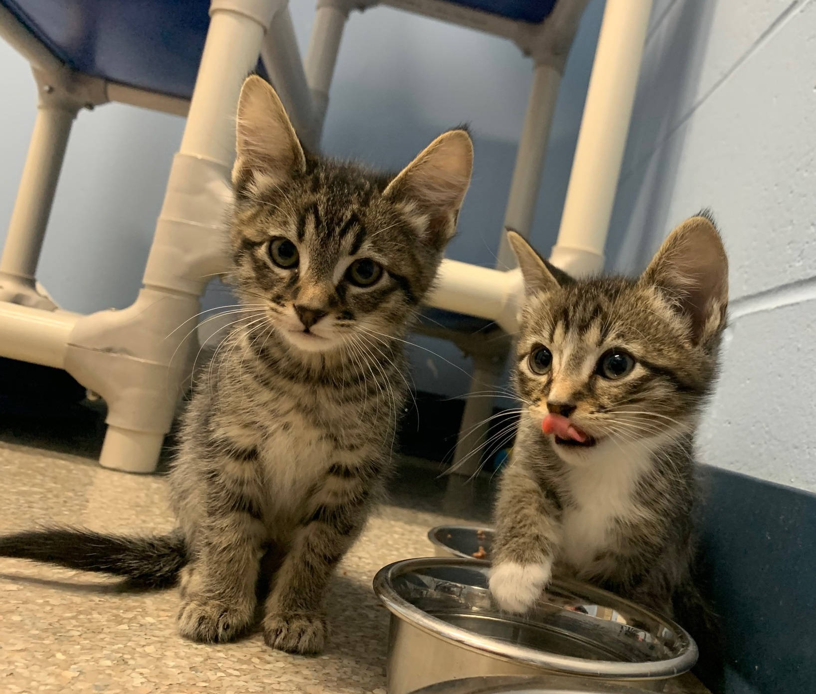 Pets of the Week Hans and Franz, as seen Saturday, Dec. 19, 2020, at the Homer Animal Shelter in Homer, Alaska. (Photo courtesy Alaska Mindful Paws)