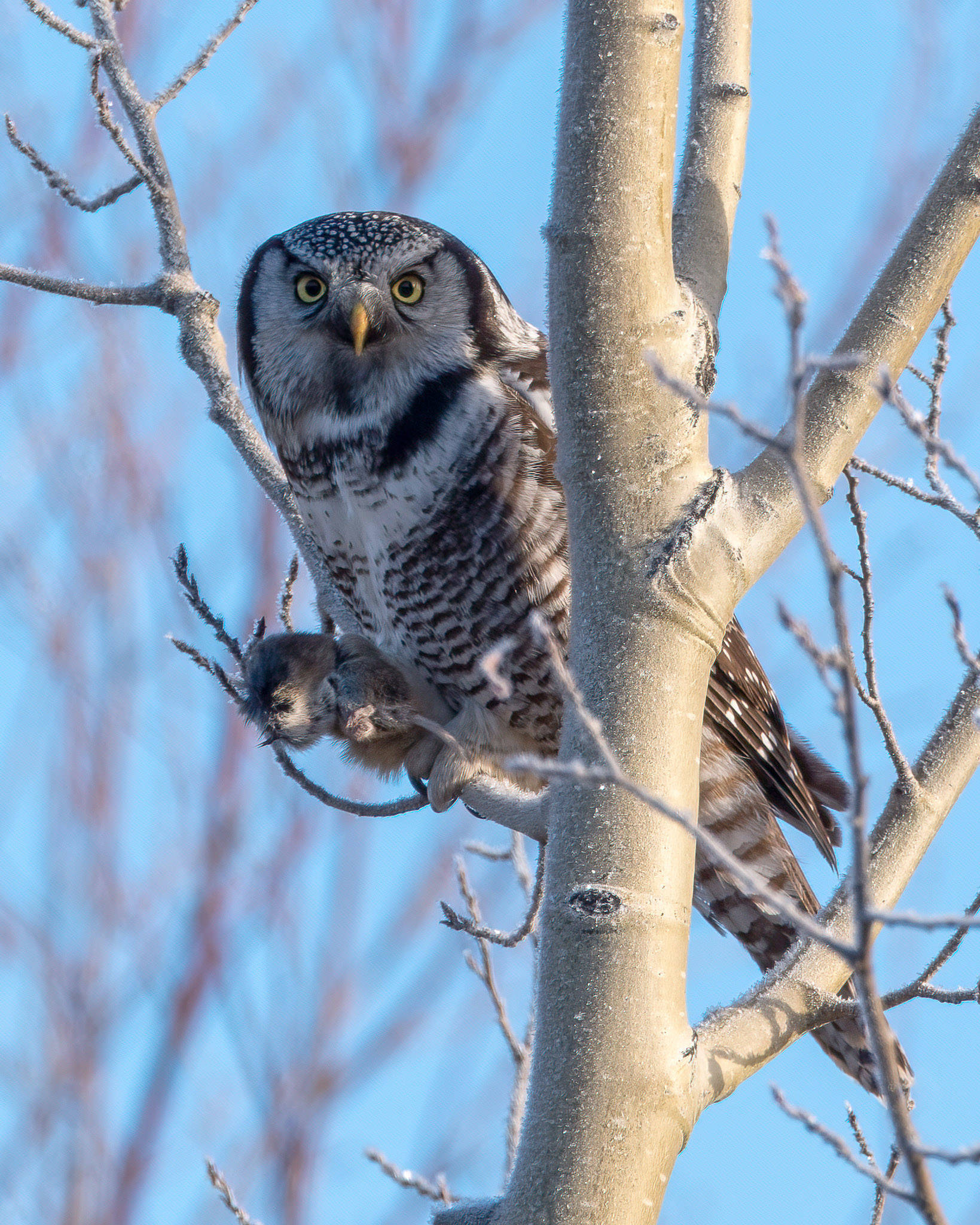 A Northern Hawk Owl clutching a red-backed vole near Watson Lake between Sterling and Cooper Landing, Alaska on Nov. 30, 2020. (Photo by Colin Canterbury/USFWS)