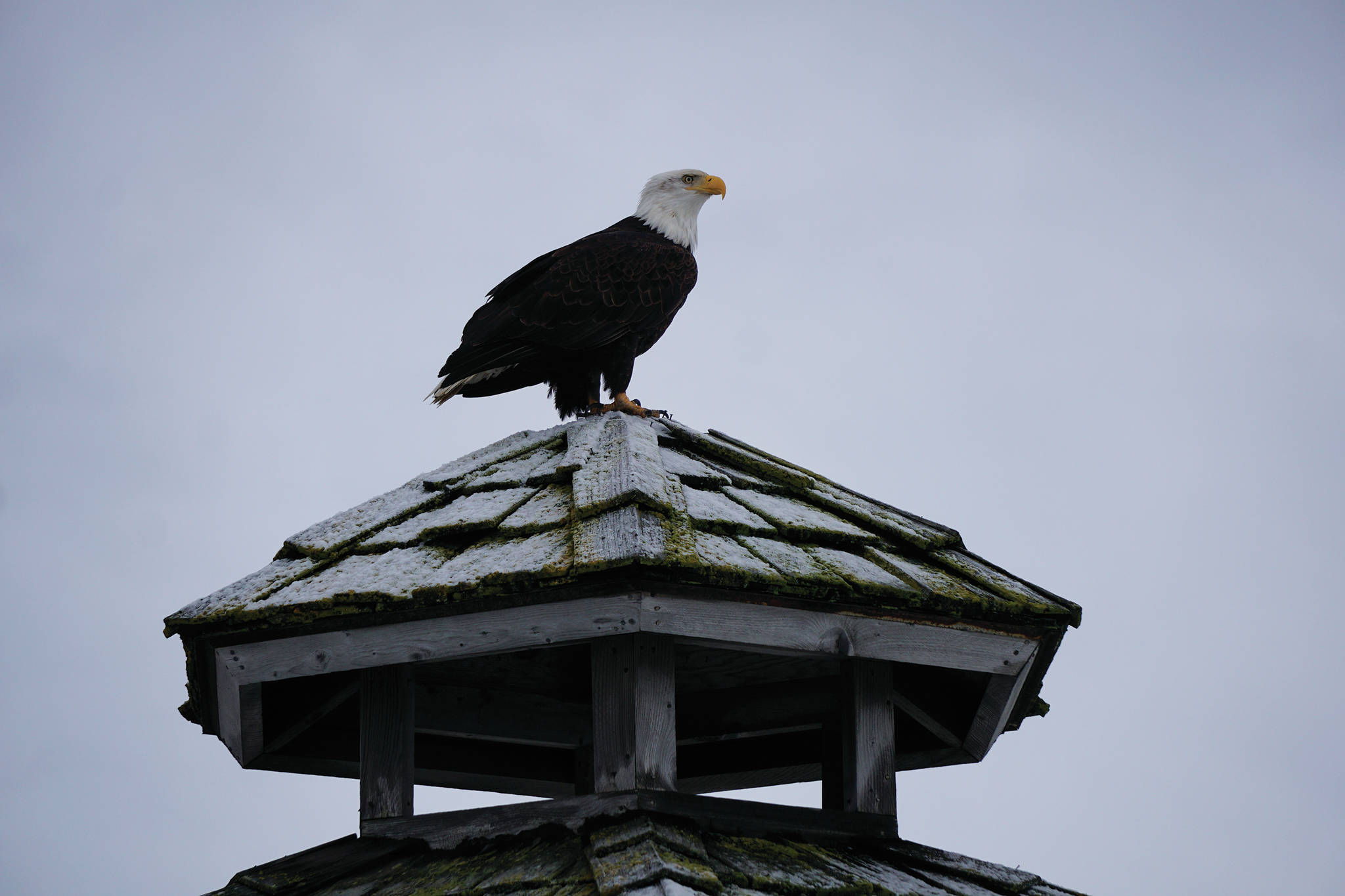 A bald eagle sits on top of the gazebo at Mariner Park on Thursday, Dec. 24, 2020, on the Homer Spit in Homer, Alaska. (Photo by Michael Armstrong/Homer News)