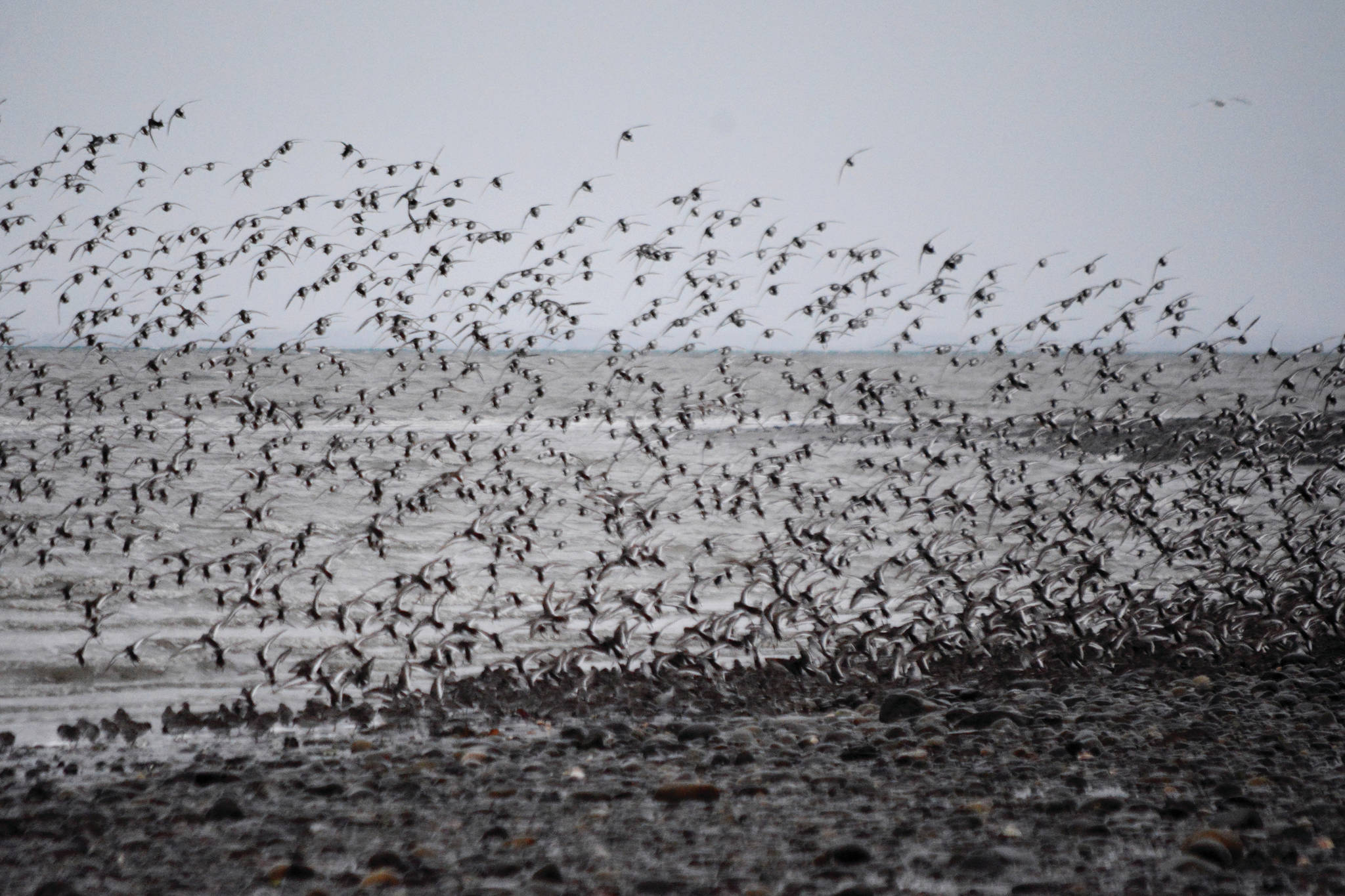 A large flock of rock sandpipers flies over the Mud Bay side of the Homer Spit on Saturday, Jan. 9, 2021, in Homer, Alaska. (Photo by Michael Armstrong/Homer News)