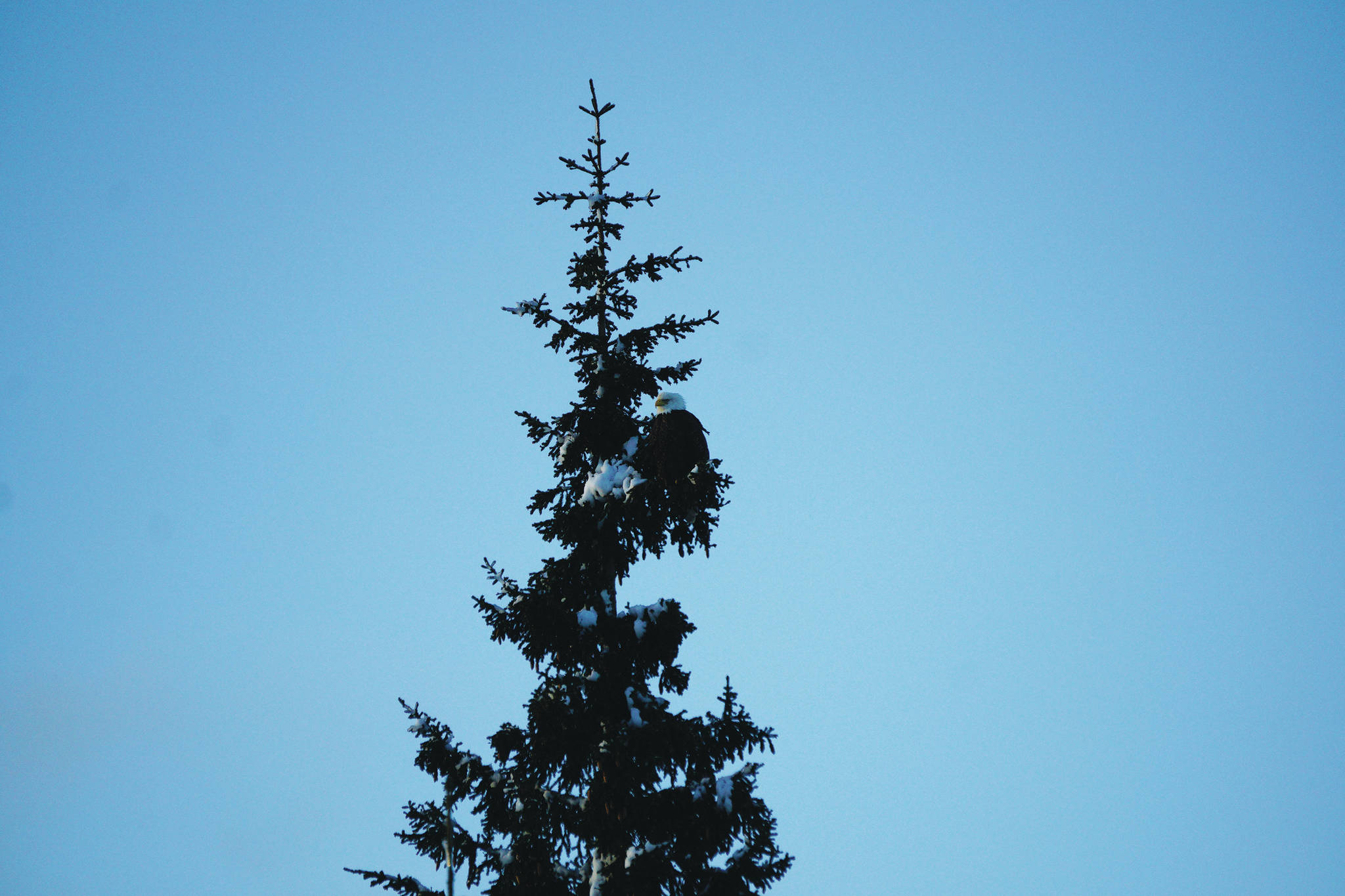 The white of a bald eagle’s head makes perfect camouflage while sitting in a snow covered spruce tree on Jan. 19, 2021, on Diamond Ridge in Homer, Alaska. (Photo by Michael Armstrong/Homer News)