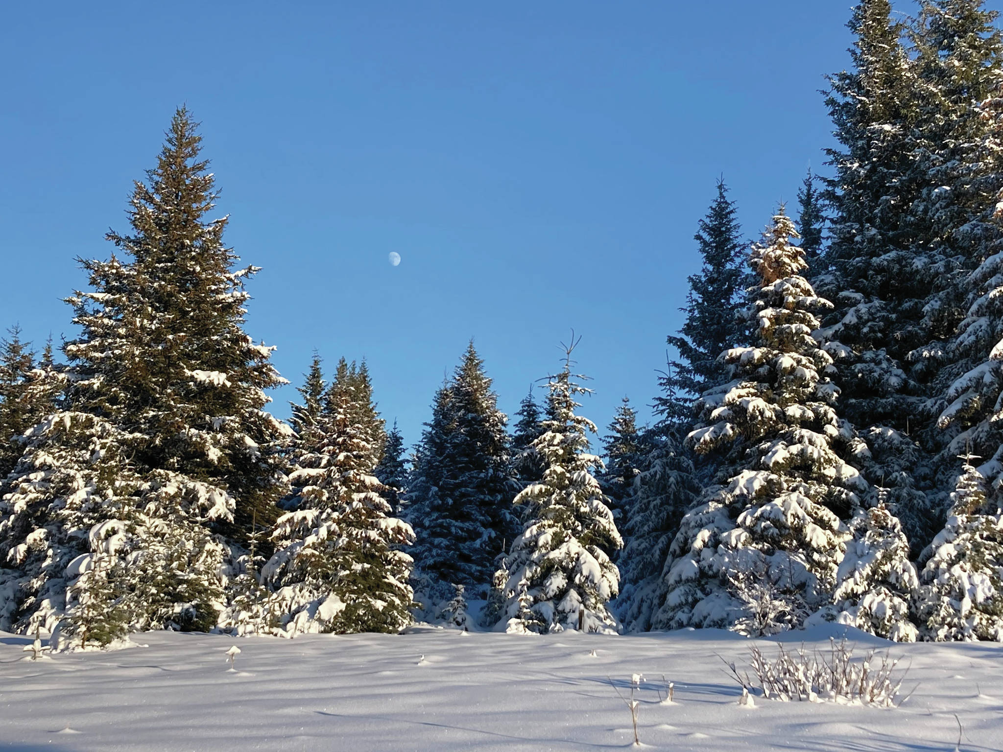 The moon rises over snow-covered spruce trees on Sunday, Jan. 24, 2021, on Diamond Ridge near Homer, Alaska. About 4 feet of snow has fallen on Diamond Ridge this winter, nearly covering elderberry bushes and pushki stalks. (Photo by Michael Armstrong/Homer News)