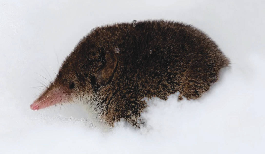 Photo by Colin Canterbury/USFWS 
A rare photograph of a shrew during winter. This shrew was observed above the snow where it had been sneaking out of the subnivean zone for short periods of time, possibly to exploit seeds or suet that had fallen on top of the snow beneath a bird feeder in Soldotna.