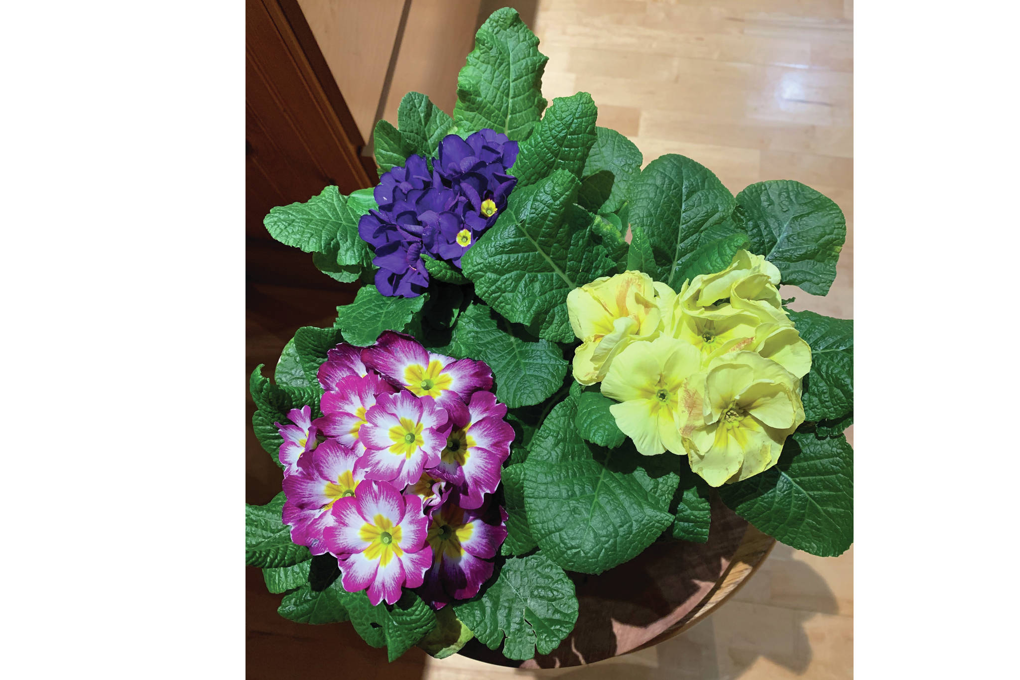 "These primulas were not to be resisted," the Kachemak Gardener says of these flowers blooming in her Homer, Alaska, home on Feb. 2, 2021. "They will enhance the dining room table and then, come spring, find a home in the East Garden." (Photo by Rosemary Fitzpatrick)