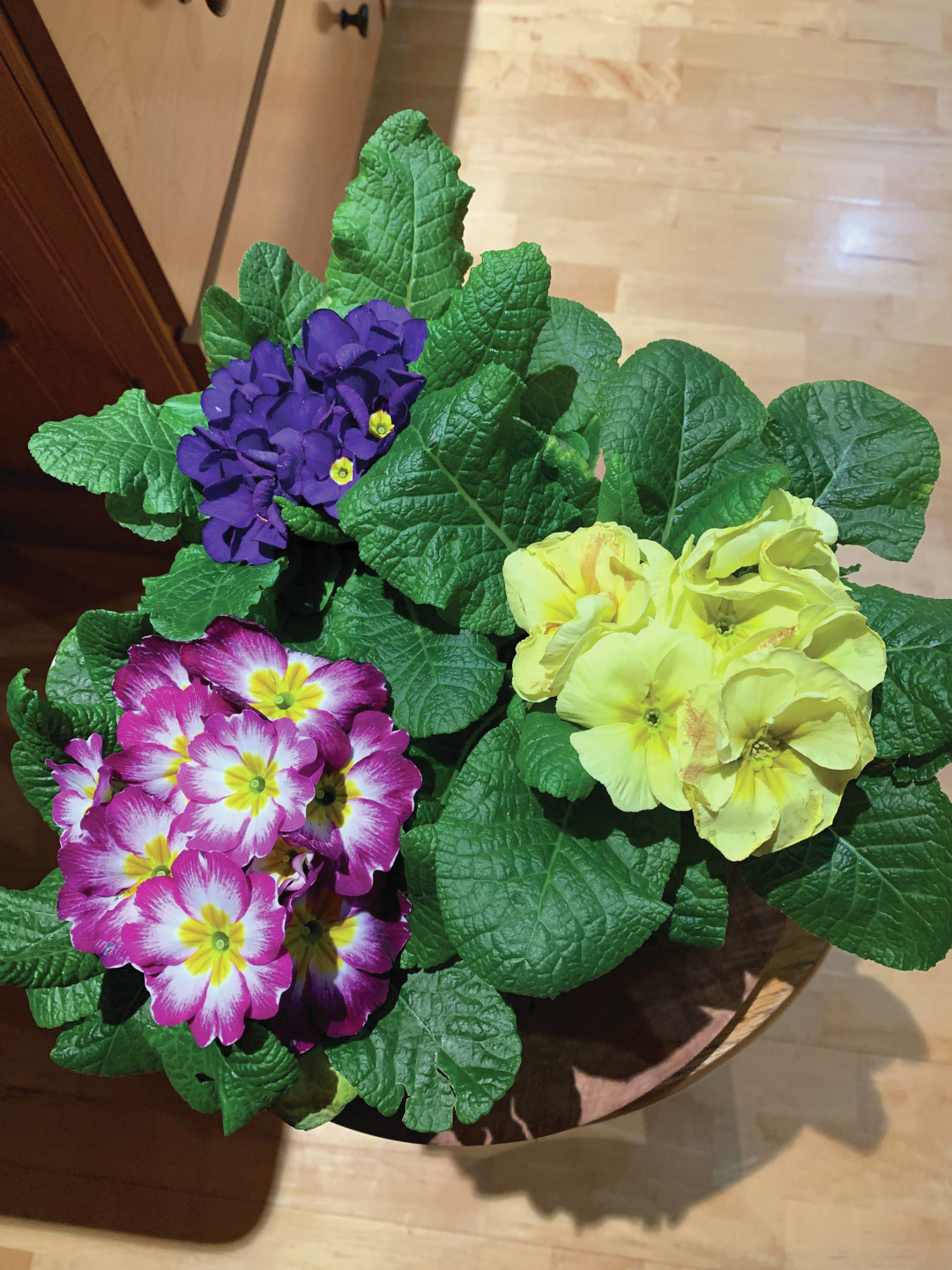 “These primulas were not to be resisted,” the Kachemak Gardener says of these flowers blooming in her Homer, Alaska, home on Tuesday, Feb. 2, 2021. “They will enhance the dining room table and then, come spring, find a home in the East Garden.” (Photo by Rosemary Fitzpatrick)