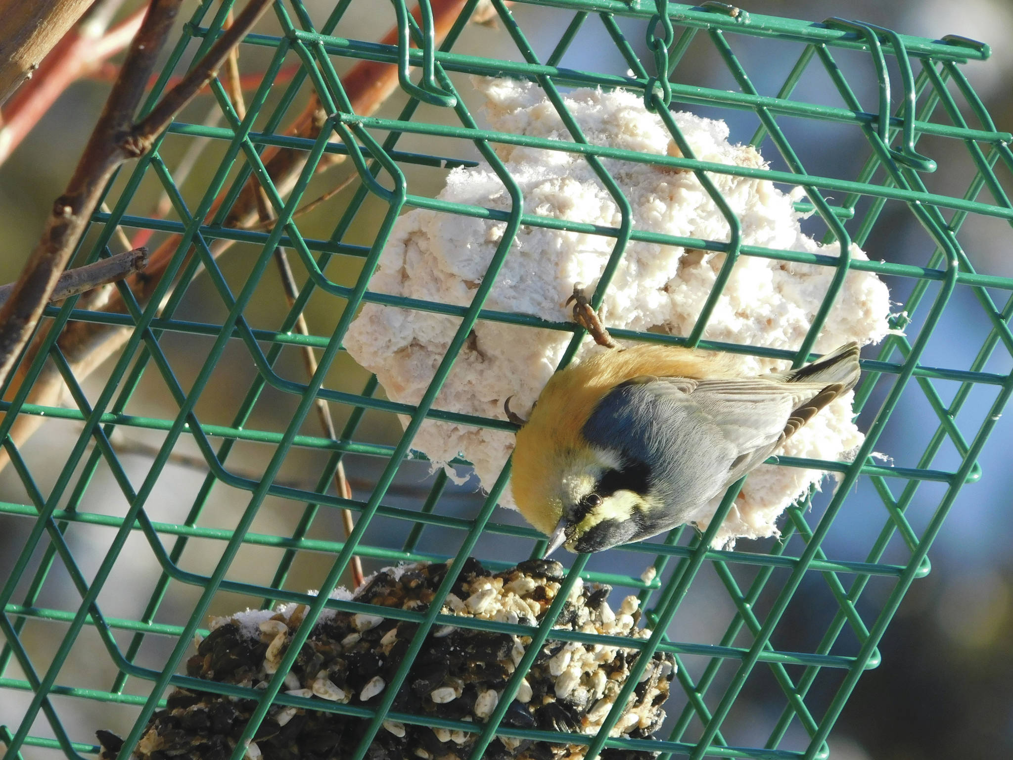 A red-breasted nuthatch looks over its shoulder between bites of suet in a hanging-cage style feeder. (Photo by Todd Eskelin/USFWS)