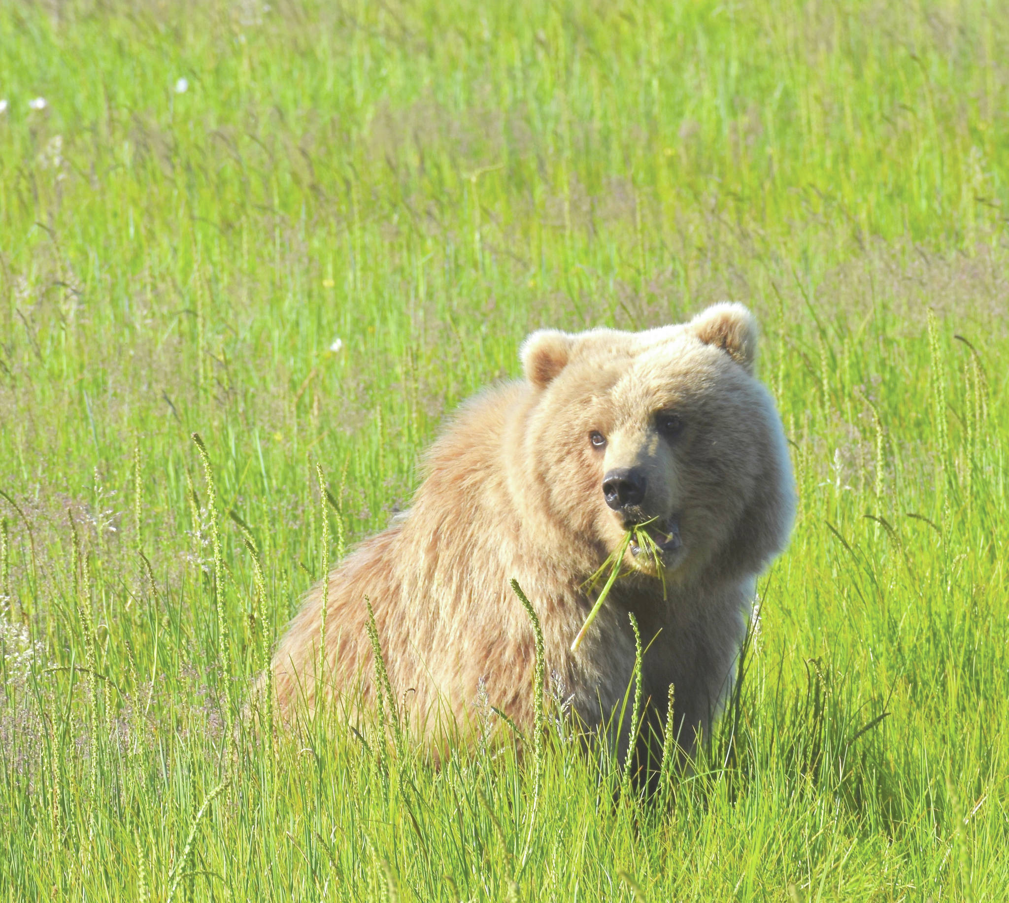 Salt marshes are important food sources for brown bears. As we see an earlier start to the growing season or increased plant growth, bears will likely benefit from them even more. (Photo by Michael Hannam/NPS)