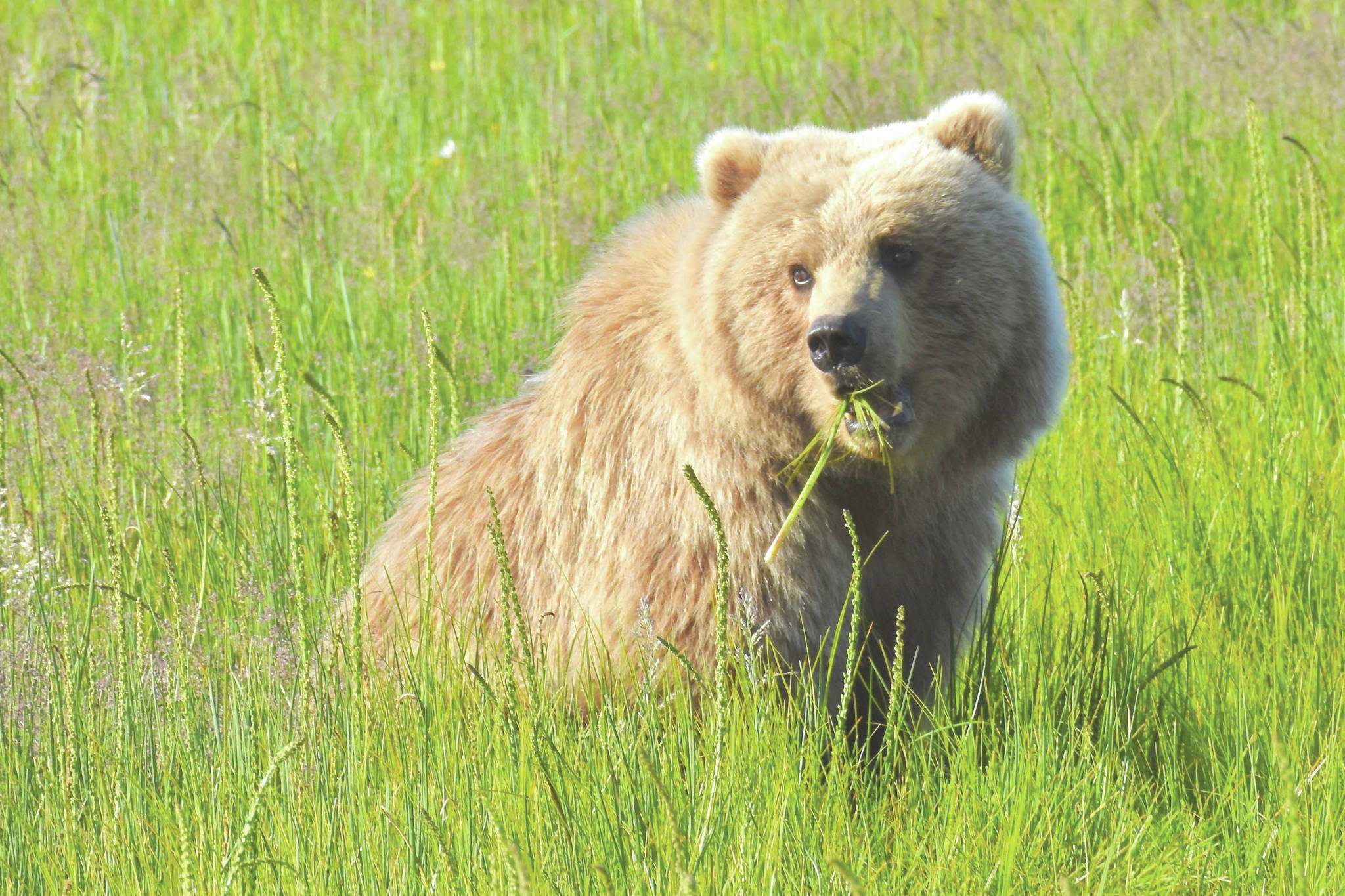 Salt marshes are important food sources for brown bears. As we see an earlier start to the growing season or increased plant growth, bears will likely benefit from them even more. (Photo by Michael Hannam/NPS)