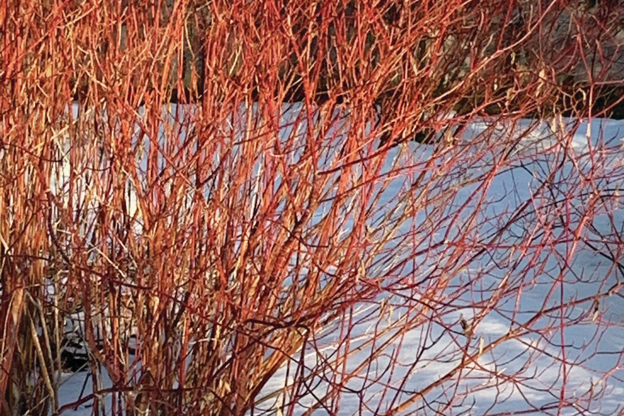 Red twig dogwood doing what it does best on a sunny afternoon on Feb. 17, 2021, at the Kachemak Gardener's home in Homer, Alaska. (Photo by Rosemary Fitzpatrick)