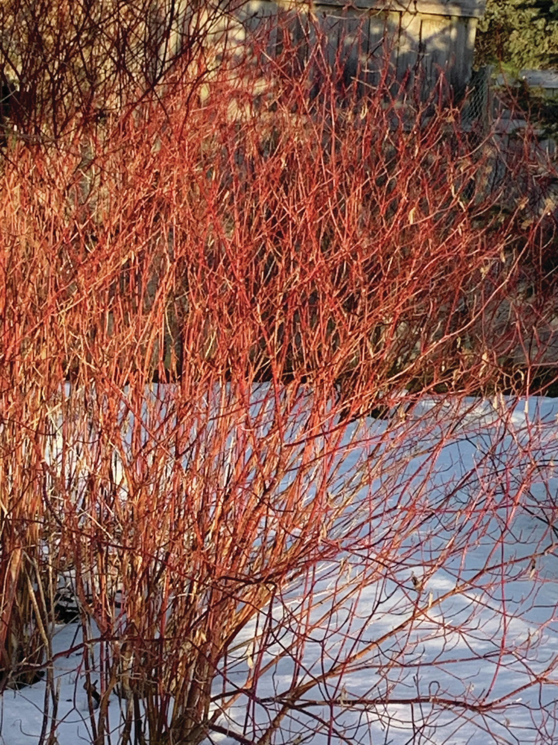 Red twig dogwood doing what it does best on a sunny afternoon on Feb. 17, 2021, at the Kachemak Gardener’s home in Homer, Alaska. (Photo by Rosemary Fitzpatrick)