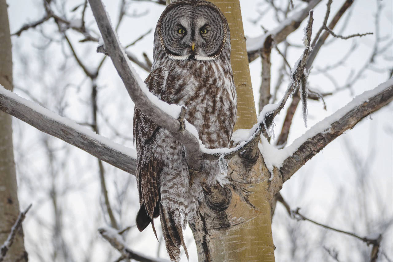 Photo by Colin Canterbury/USFWS 
A great gray owl perches in an aspen tree on the Kenai National Wildlife Refuge.