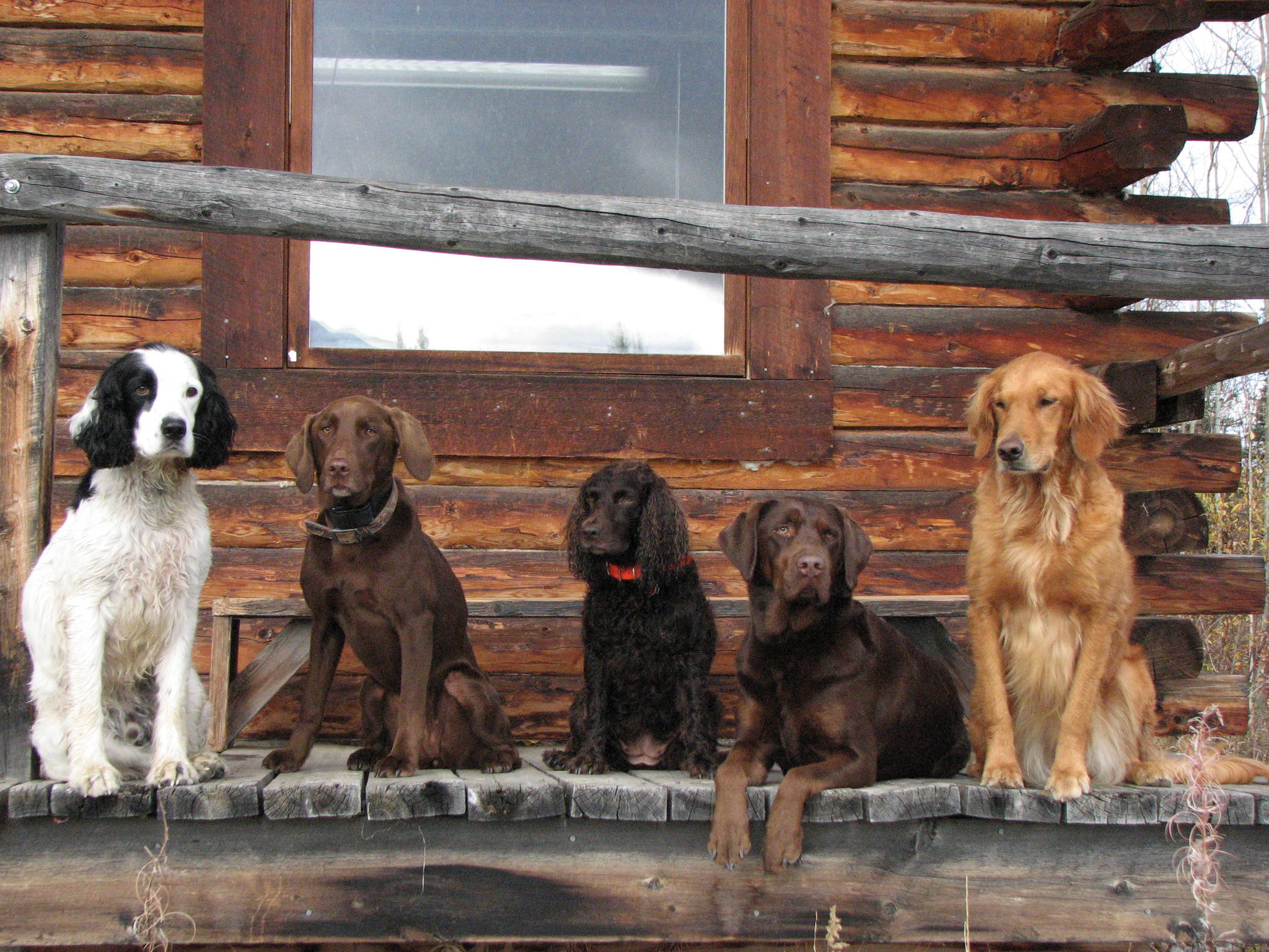 Left to right: Covey (English Springer Spaniel), Bristol (chocolate lab), Sunny (Boykin spaniel), Roxy (chocolate lab), and Bella (golden retriever). (Photo courtesy Mike Chihuly)