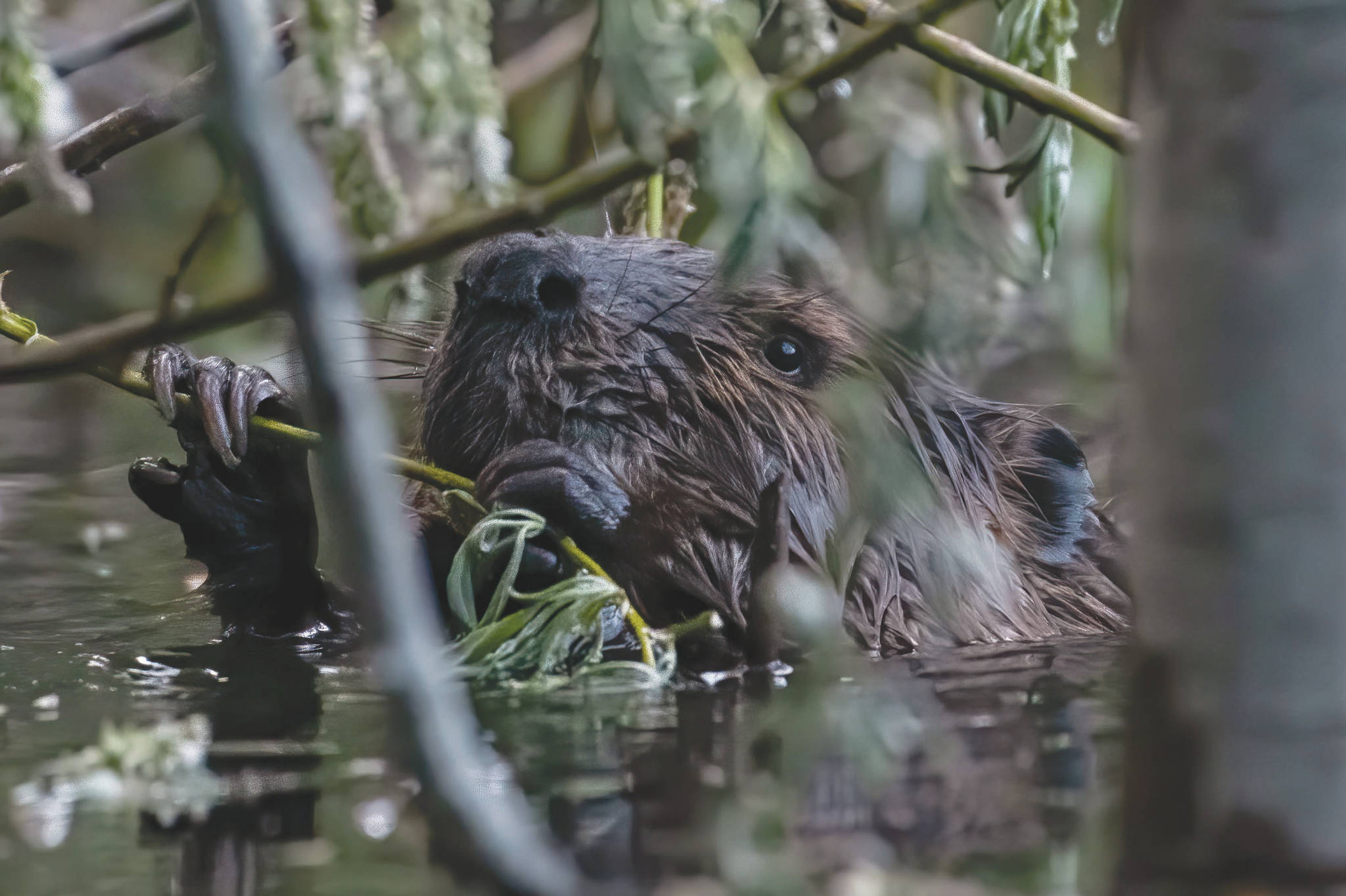A young beaver enjoys a willow branch snack on a pond in the Skilak Wildlife Recreation Area. (Photo by Colin Canterbury, Kenai National Wildlife Refuge)