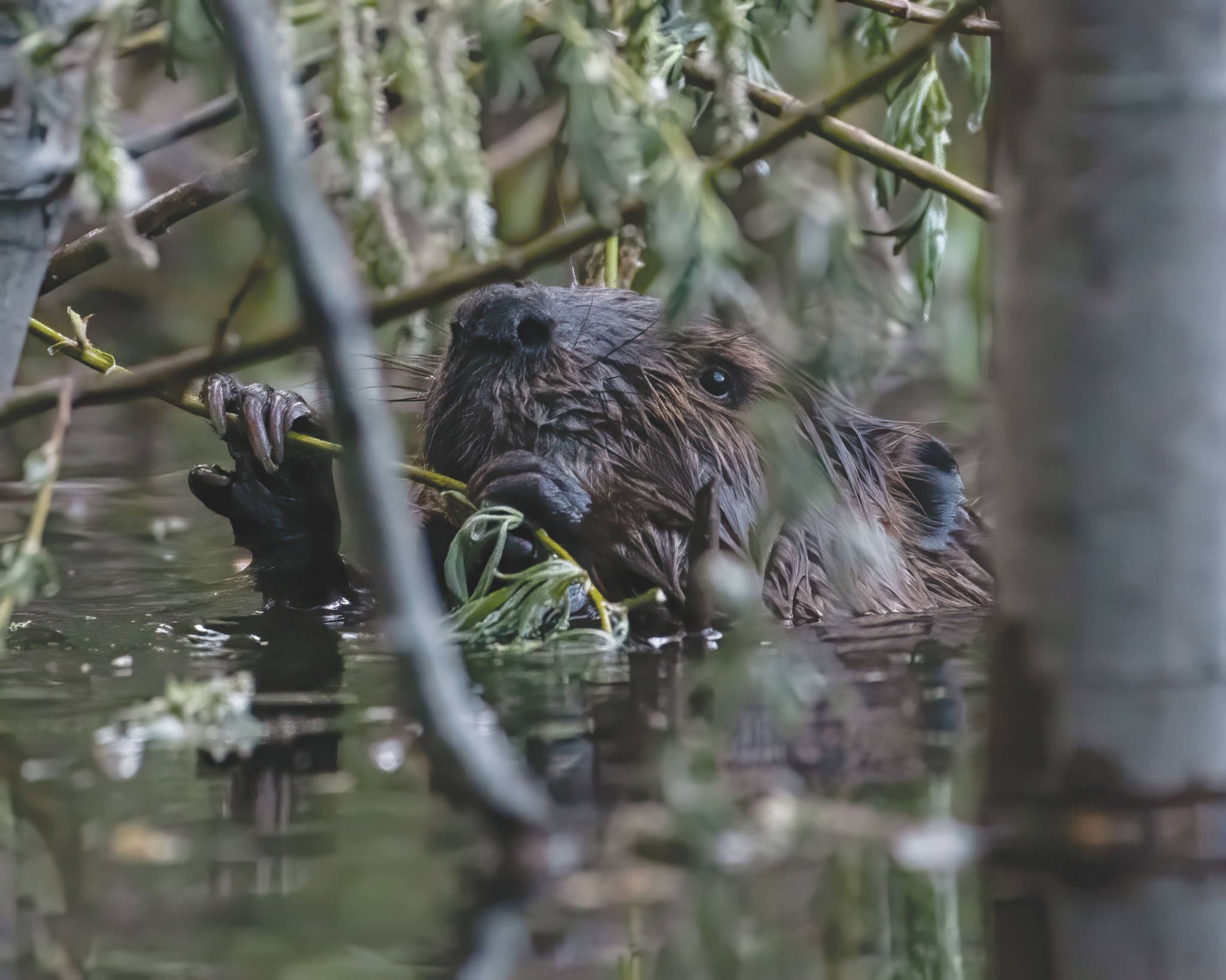 Photo by Colin Canterbury, Kenai National Wildlife Refuge 
A young beaver enjoys a willow branch snack on a pond in the Skilak Wildlife Recreation Area.