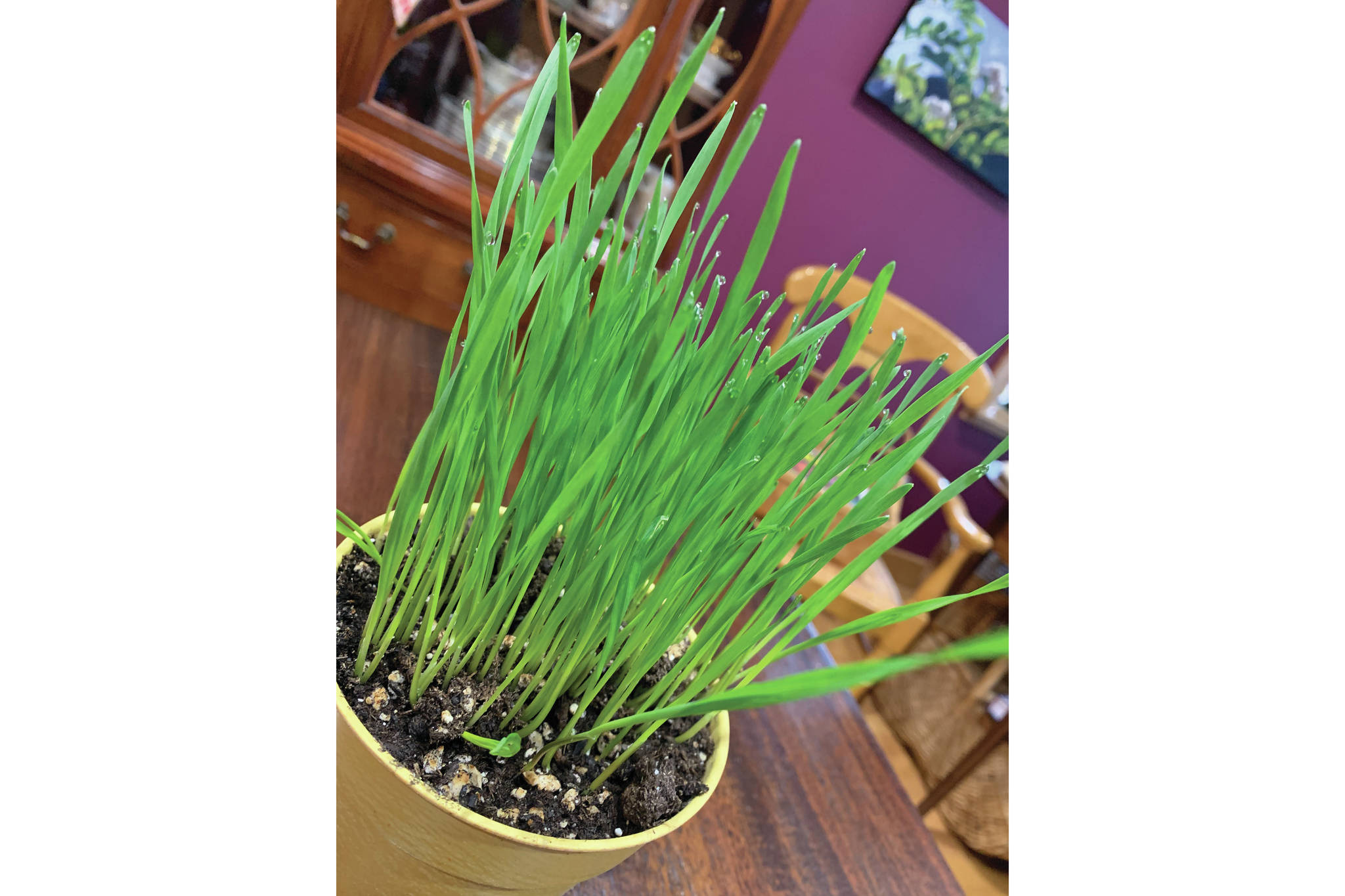 Wheat grass offers a bright spot of green in an otherwise very snowy March on March 5, 2021, in the Kachemak Gardener's home in Homer, Alaska. (Photo by Rosemary Fitzpatrick)