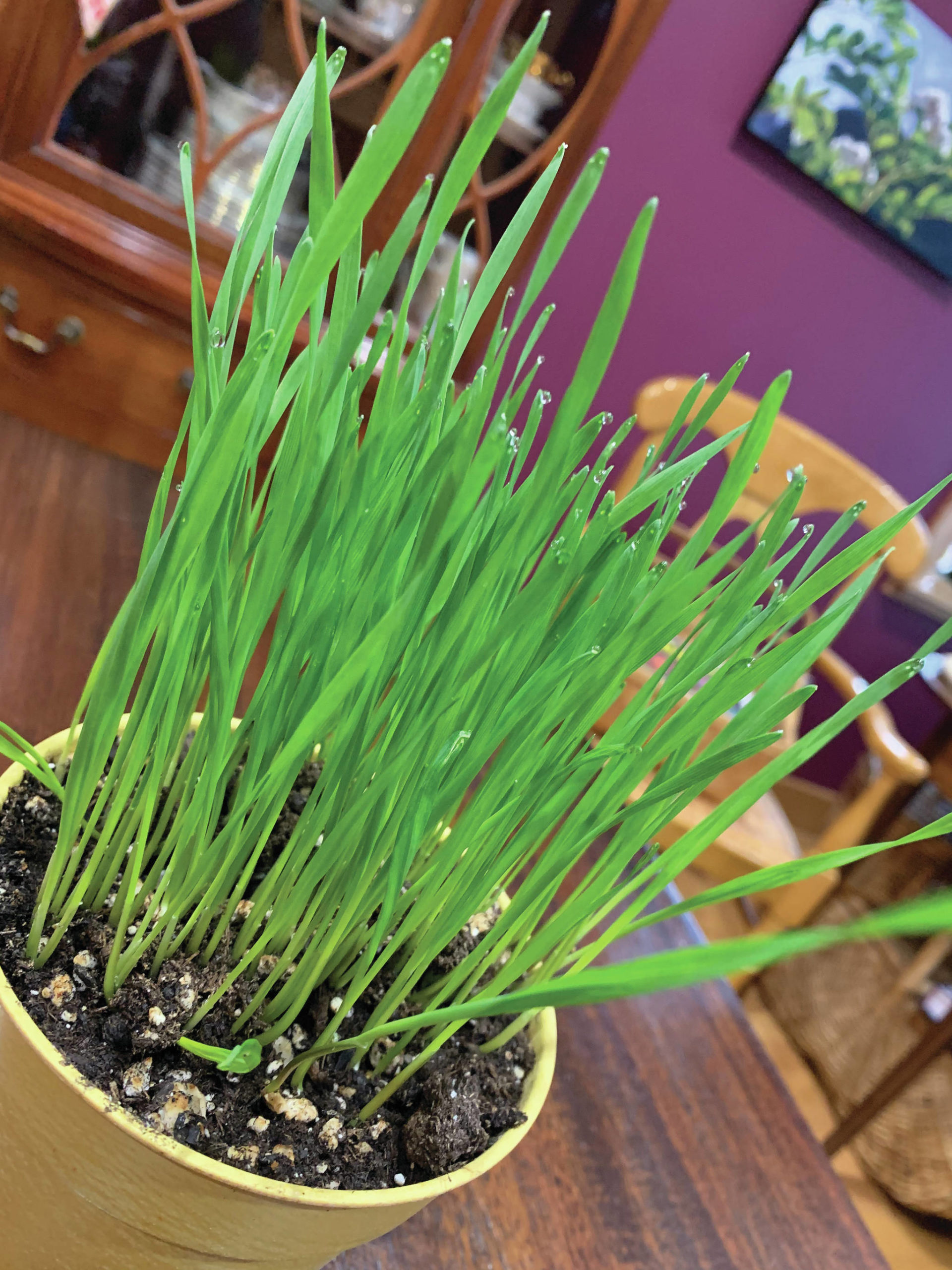 Wheat grass offers a bright spot of green in an otherwise very snowy March on March 5, 2021, in the Kachemak Gardener’s home in Homer, Alaska. (Photo by Rosemary Fitzpatrick)