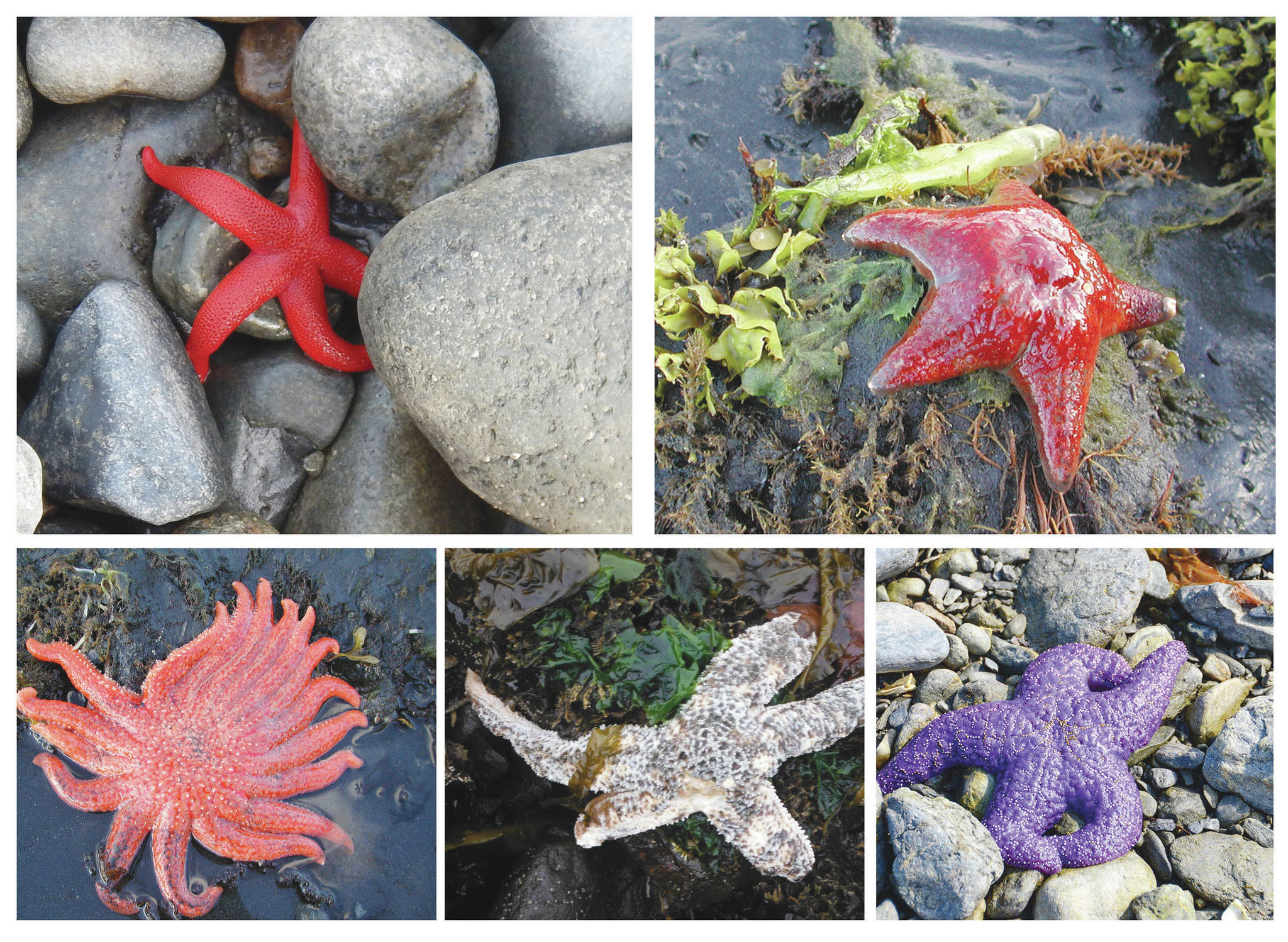 Photos courtesy of Mandy Lindeberg, NOAA, and Brenda Konar, University of Alaska Fairbanks 
Blood stars (top left) and leather stars (top right) were less impacted by the disease and are more likely to be seen today. Sunflower sea stars (bottom left), mottled sea stars (lower center, this one showing symptoms of disease) and ochre sea stars (lower right) used to be common, but were most affected by the disease and have become more rare.