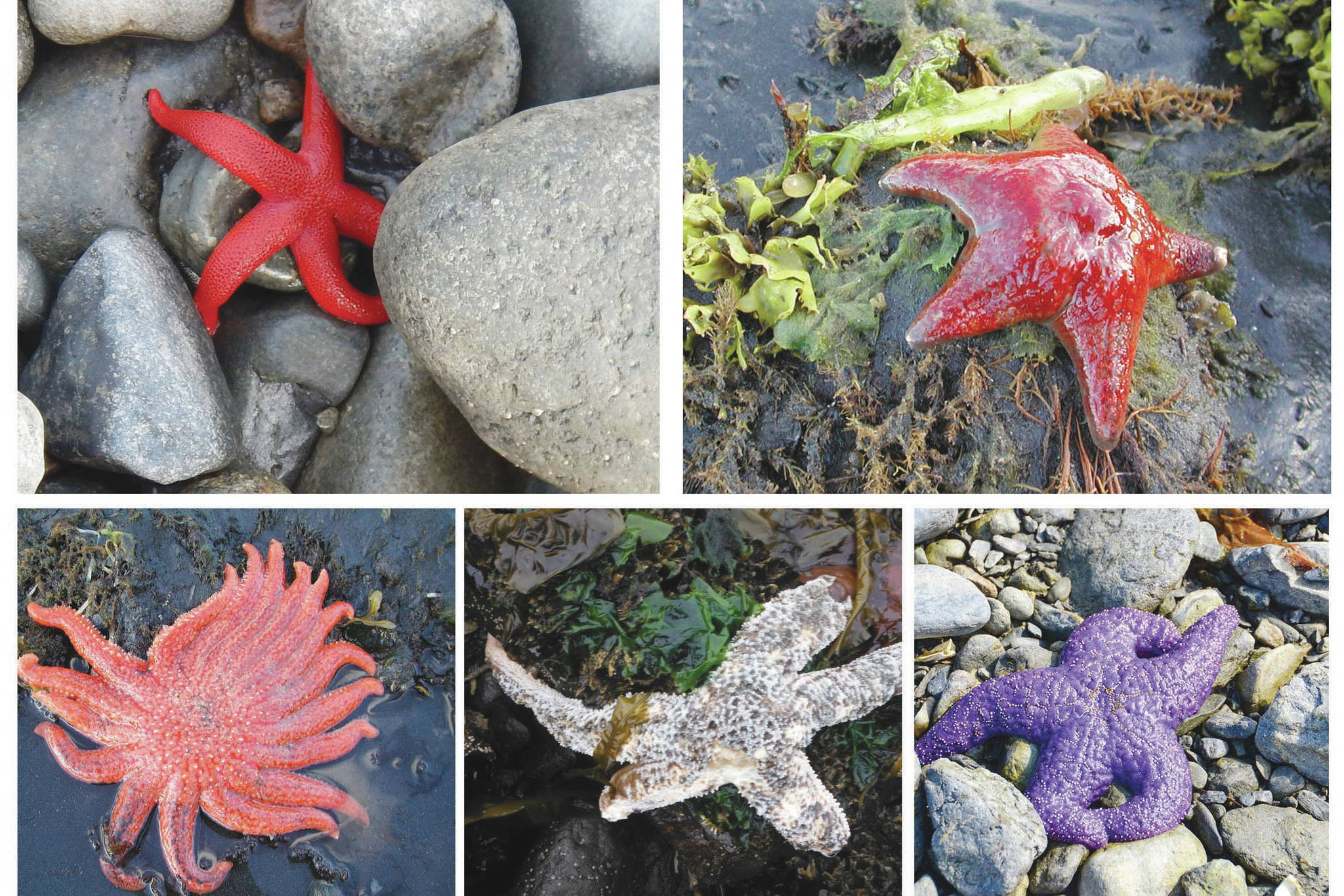 Blood stars (top left) and leather stars (top right) were less impacted by the disease and are more likely to be seen today. Sunflower sea stars (bottom left), mottled sea stars (lower center, this one showing symptoms of disease) and ochre sea stars (lower right) used to be common, but were most affected by the disease and have become more rare. (Photos courtesy of Mandy Lindeberg, NOAA, and Brenda Konar, University of Alaska Fairbanks)