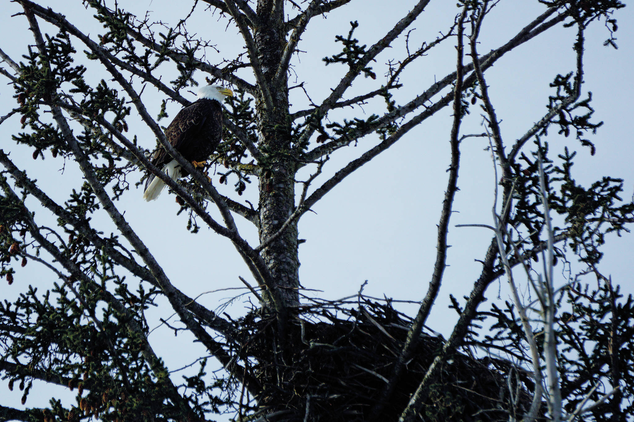 A bald eagle perches in a spruce tree near the Lake Street stoplight on Thursday, March 11, 2021, in Homer, Alaska. Since 2010, a pair of bald eagles has nested in the area near Beluga Slough south of the Lake Street and Sterling Highway intersection. The first nest was destroyed when the tree fell down in a winter storm in 2011. In 2012 the eagles built a new nest across from the Homer Post Office by the motorhome dump station. In 2014 they built another nest in a new tree closer to the slough. This year’s eagles have returned to a nest built in 2016 just east of the 2014-2015 nest.
