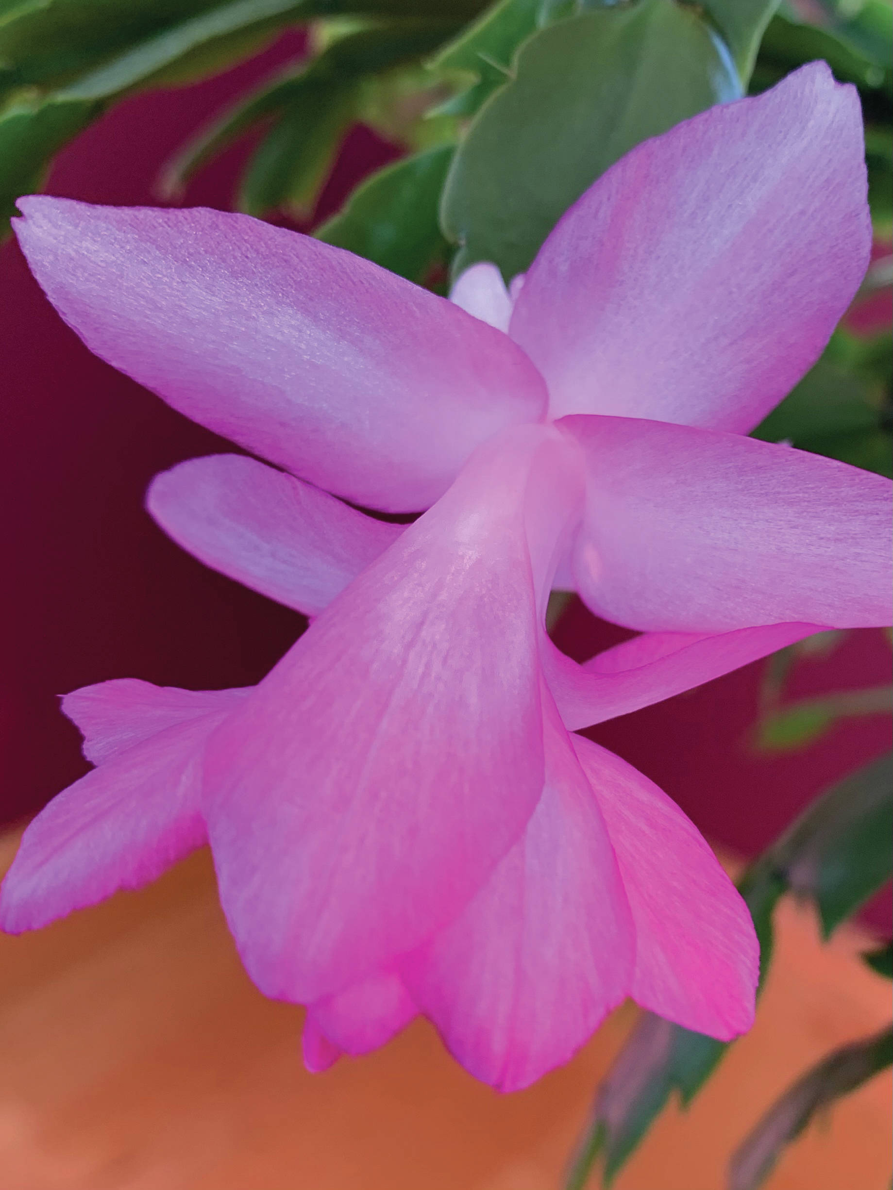 “The perfect pink of the epiphytic cactus that I picked up at the grocery store years ago reliably blooms two or three times a year,” the Kachemak Gardener said of this flower blooming on Sunday, March 21, 2021, at her Homer, Alaska, home. (Photo by Rosemary Fitzpatrick)