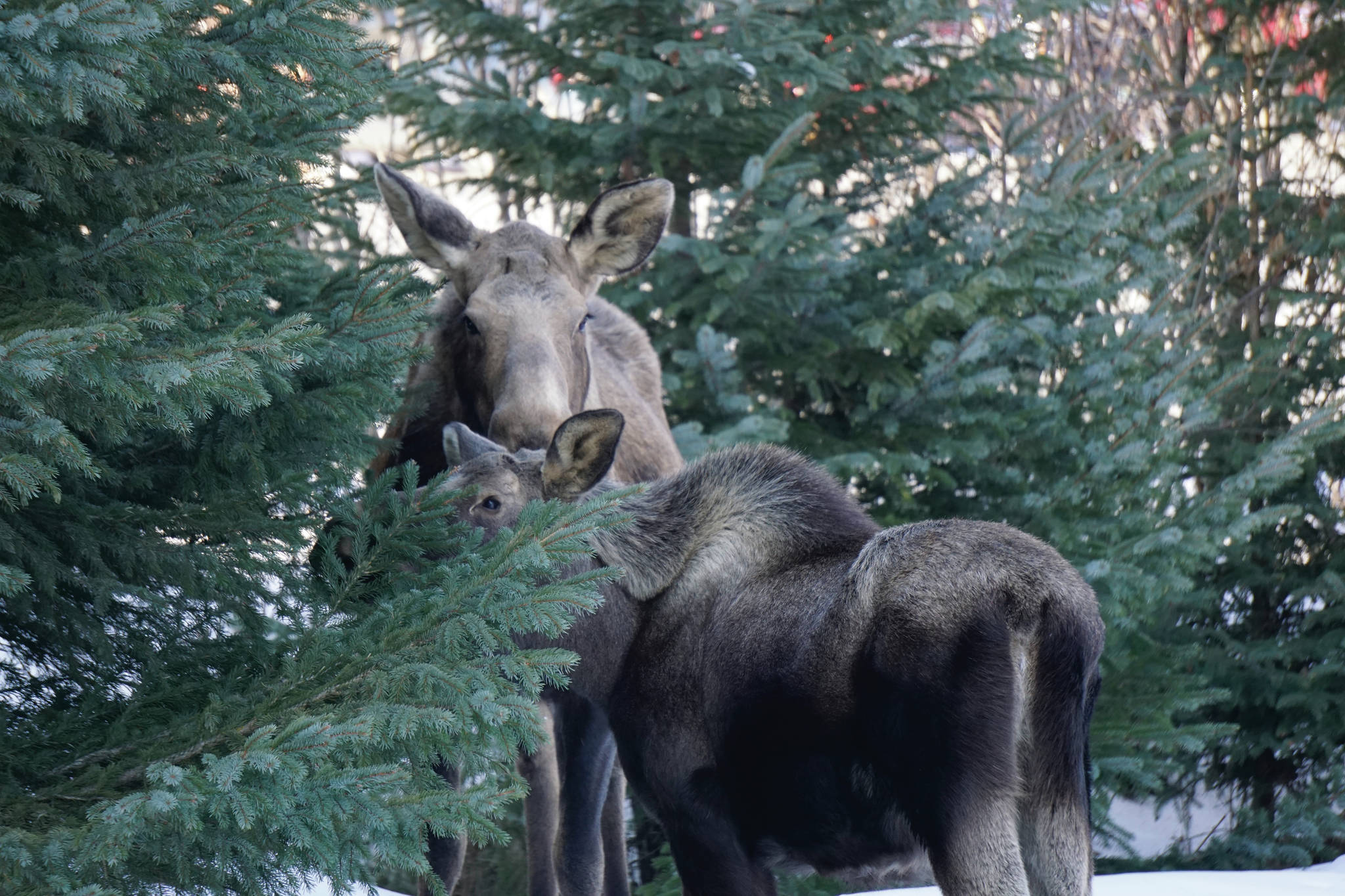 A cow moose and calf stand by spruce trees on Tuesday, March 23, 2021, near the Homer News in Homer, Alaska. (Photo by Michael Armstrong/Homer News)