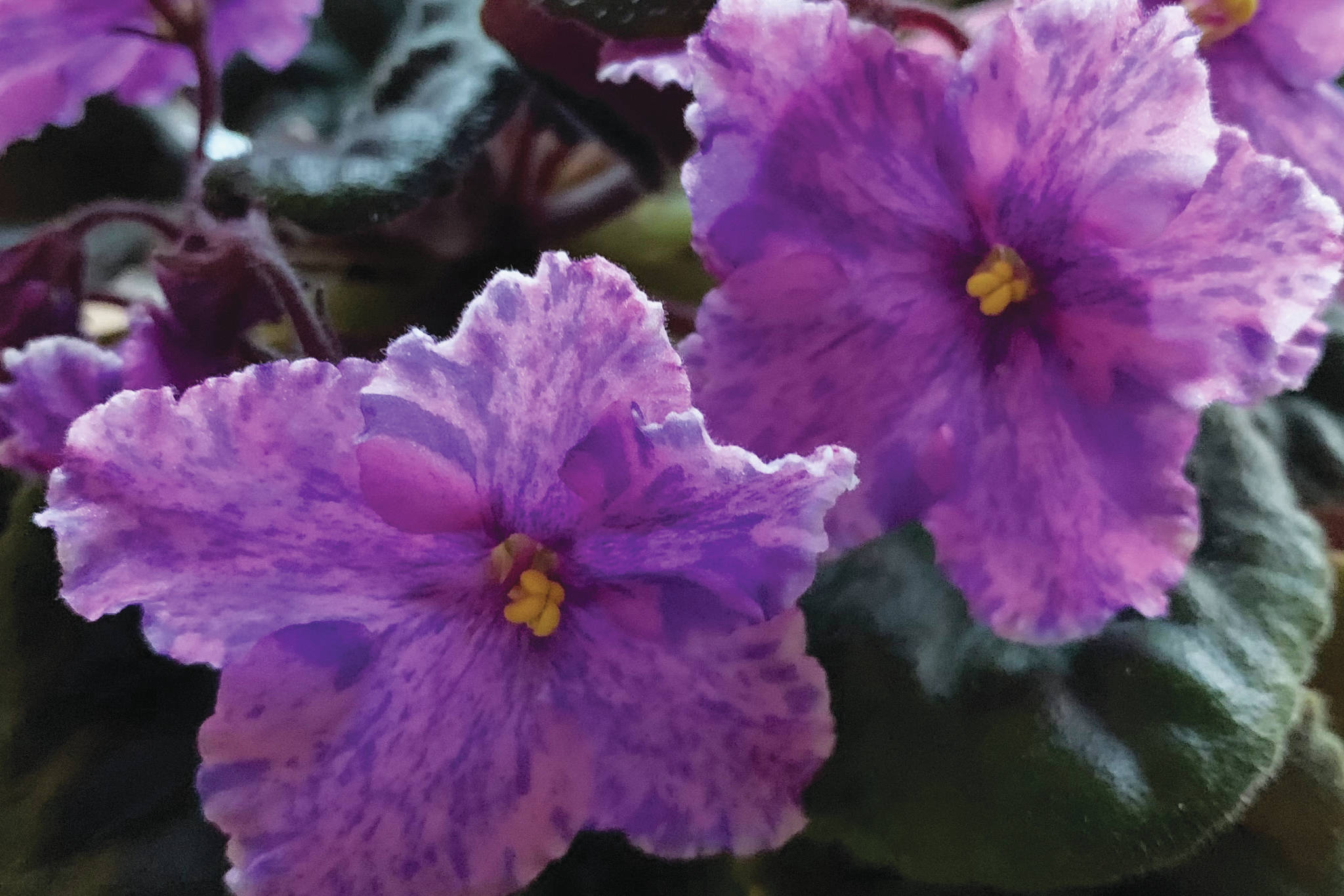 An African violet was started from seed about four years ago provides some spring cheer on April 4, 2021, at the home of the Kachemak Gardener in Homer, Alaska. (Photo by Rosemary Fitzpatrick)