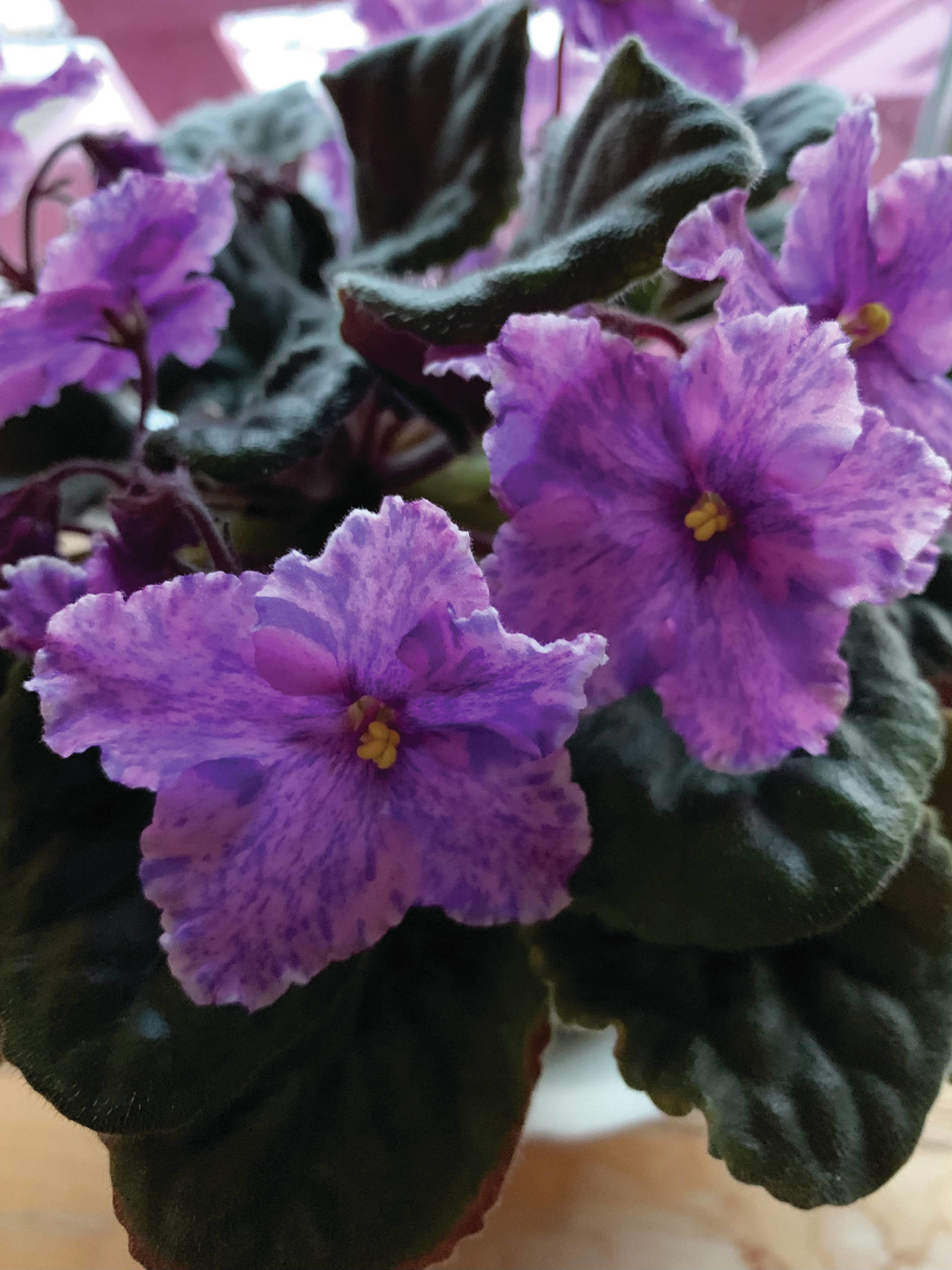 An African violet was started from seed about four years ago provides some spring cheer on April 4, 2021, at the home of the Kachemak Gardener in Homer, Alaska. (Photo by Rosemary Fitzpatrick)