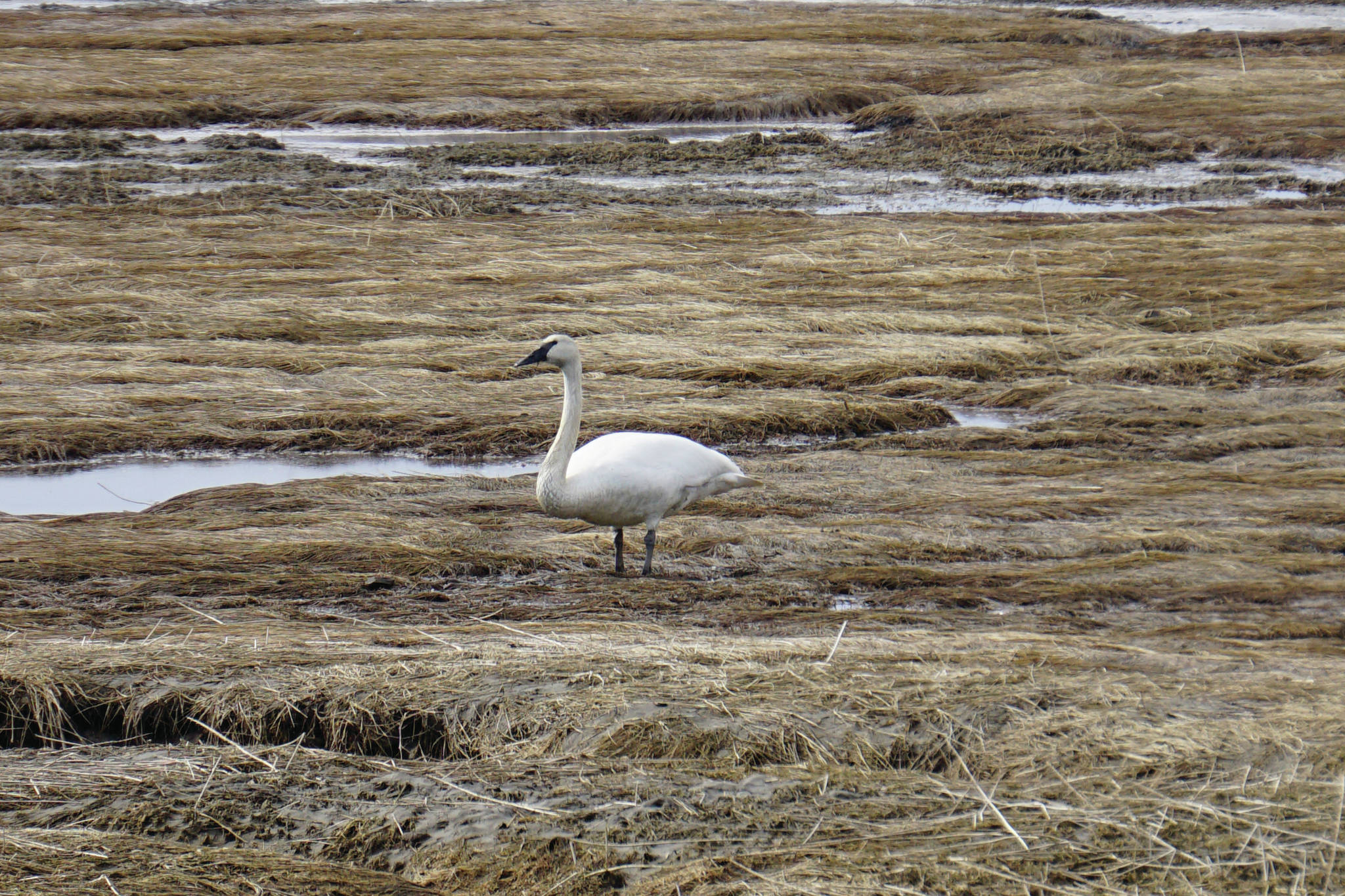 A trumpeter swan feeds in Beluga Slough on Monday, April 12, 2021, in Homer, Alaska. According to local birders, both tundra and trumpeter swans have been seen in the area the past week. (Photo by Michael Armstrong/Homer News)