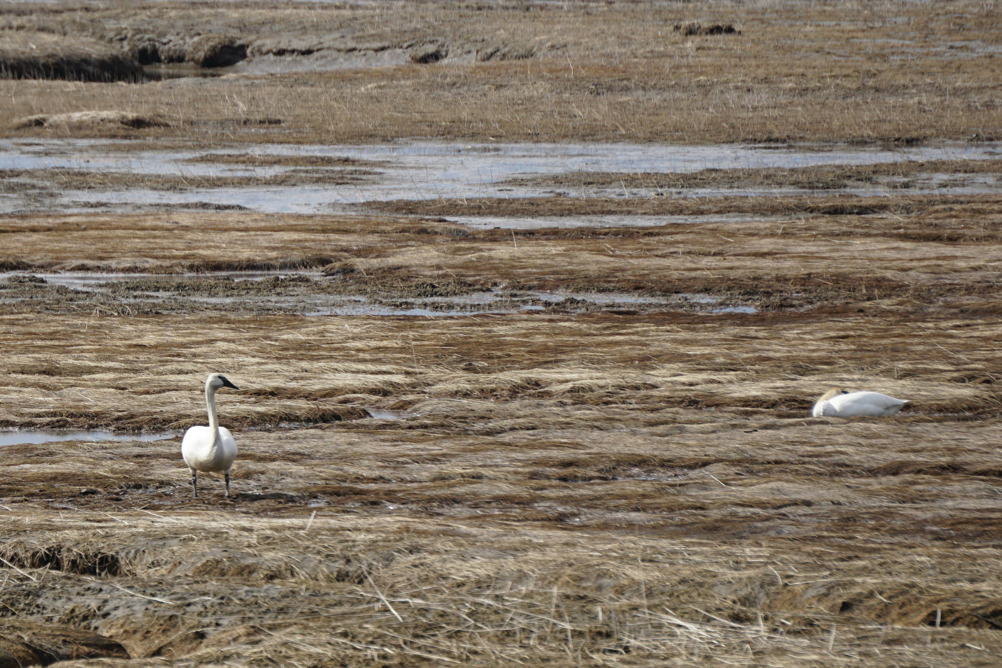 A pair of trumpeter swans feed in Beluga Slough on Monday, April 12, 2021, in Homer, Alaska. According to local birders, both tundra and trumpeter swans have been seen in the area the past week. (Photo by Michael Armstrong/Homer News)