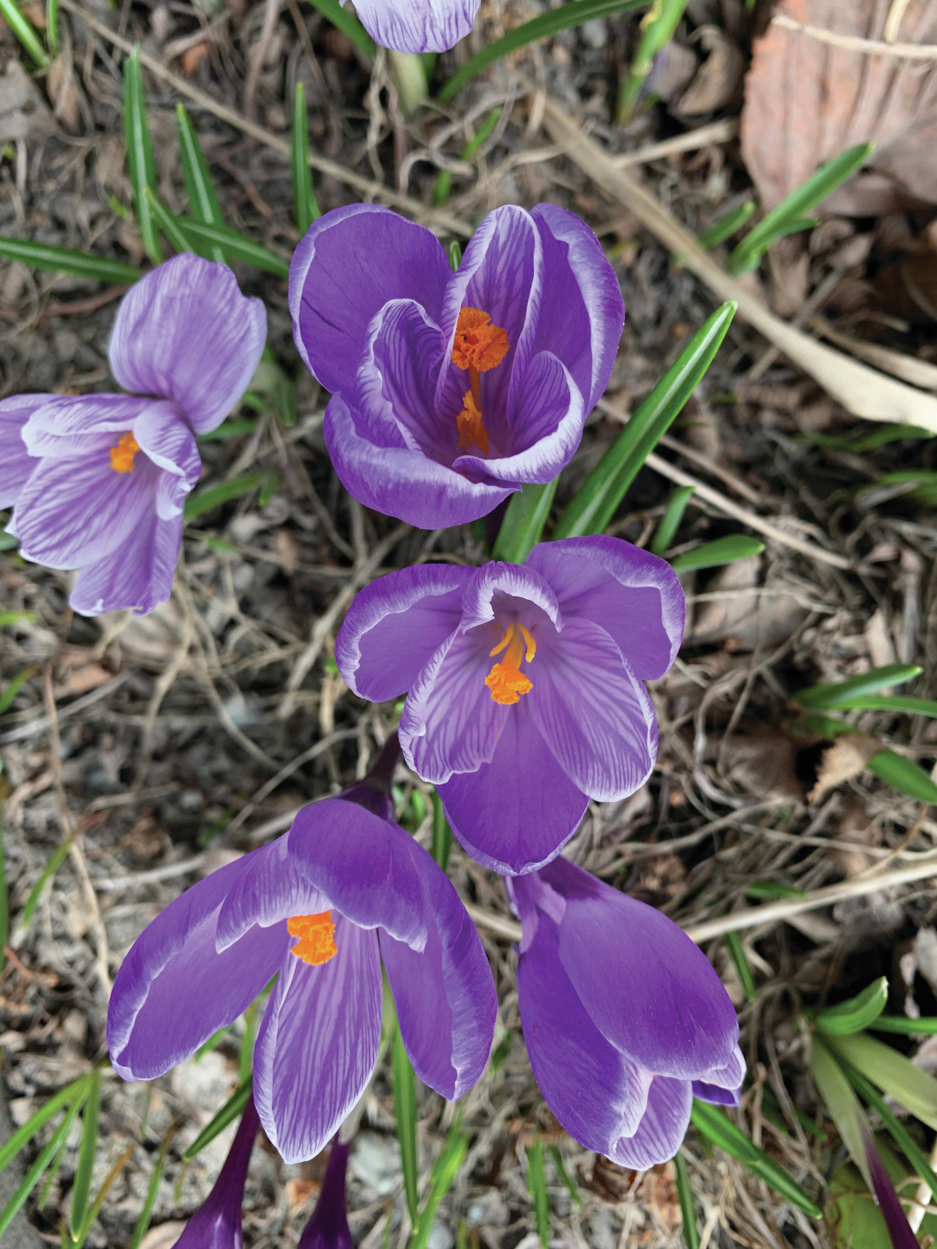 A sure sign of spring is crocuses blooming in front of the Homer Bookstore, as seen here in this photo taken on Tuesday, April 20, 2021, in Homer, Alaska. (Photo by Rosemary Fitzpatrick)