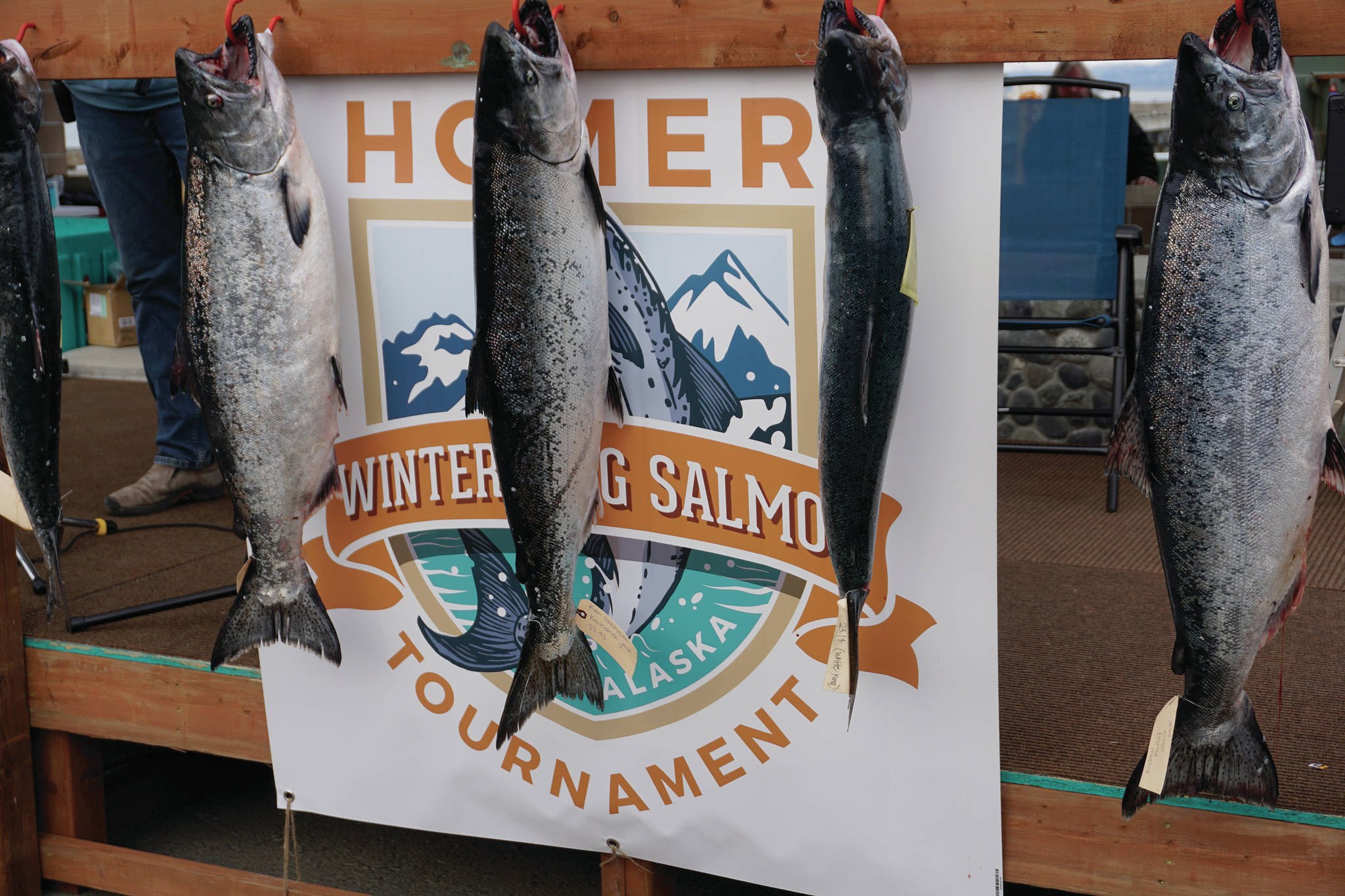 The top-five fish in the 2021 Homer Winter King Salmon Tournament winner are displayed at the awards ceremony on Saturday, April 17, 2021, on the Homer Spit in Homer, Alaska. (Photo by Michael Armstrong/Homer News)