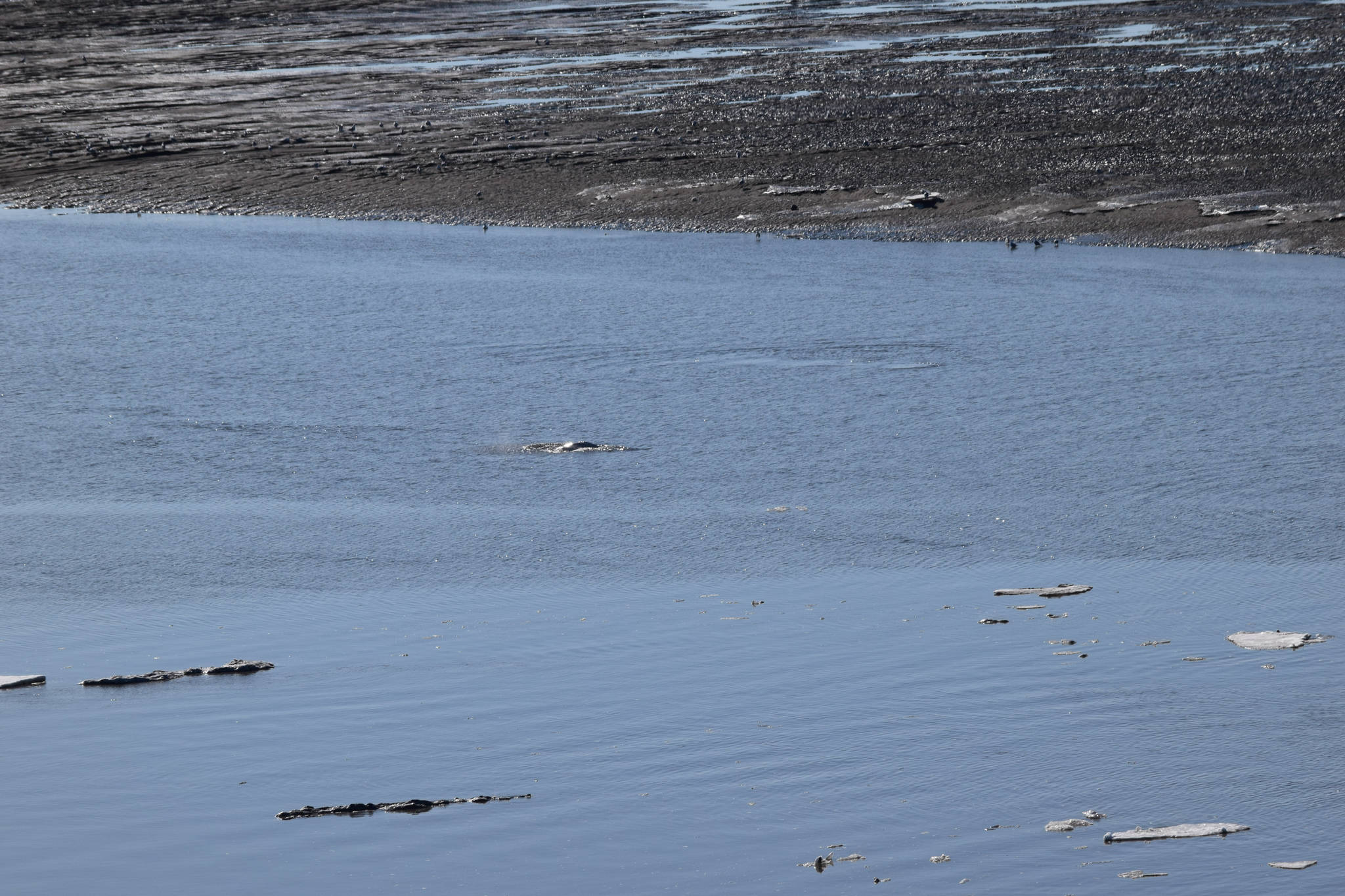 A beluga whale surfaces in the Kenai River at Cunningham Park on Saturday, April 24, 2021. (Photo by Camille Botello/Peninsula Clarion)