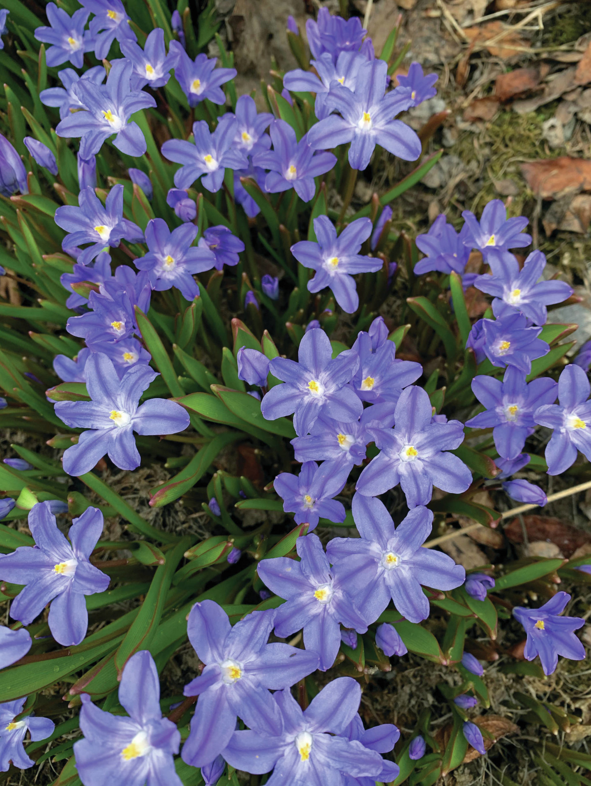 Chionodoxa is a reliable and early minor bulb, as seen here in the Kachemak Gardener’s garden on May 9, 2021, in Homer, Alaska. (Photo by Rosemary Fitzpatrick)