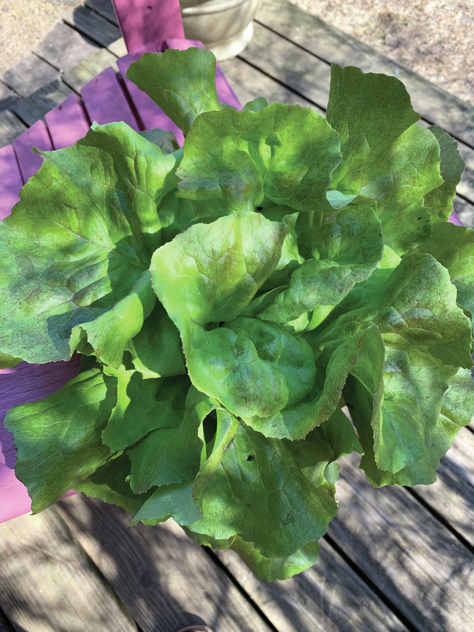 Skyphos lettuce grown in the greenhouse is seen here on May 7, 2021, at the Kachemak Gardener’s home in Homer, Alaska. When planted outdoors, which is the ultimate intention, the leaves are tinged with red. Its very hardy and slow to bolt. (Photo by Rosemary Fitzpatrick)