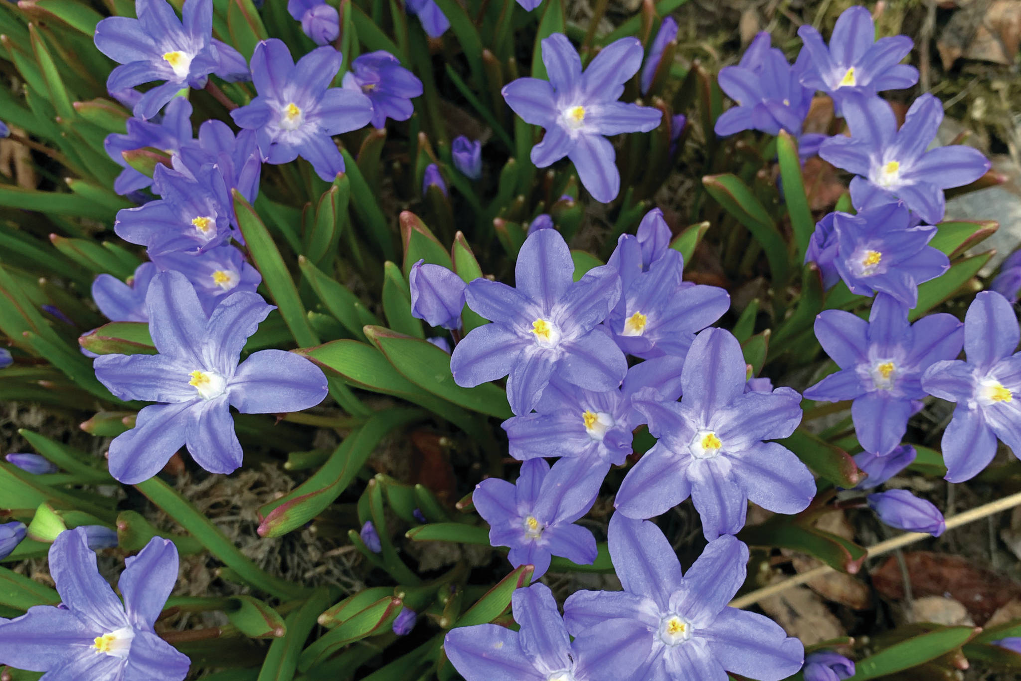 Chionodoxa is a reliable and early minor bulb, as seen here in the Kachemak Gardener's garden on May 9, 2021, in Homer, Alaska. (Photo by Rosemary Fitzpatrick)