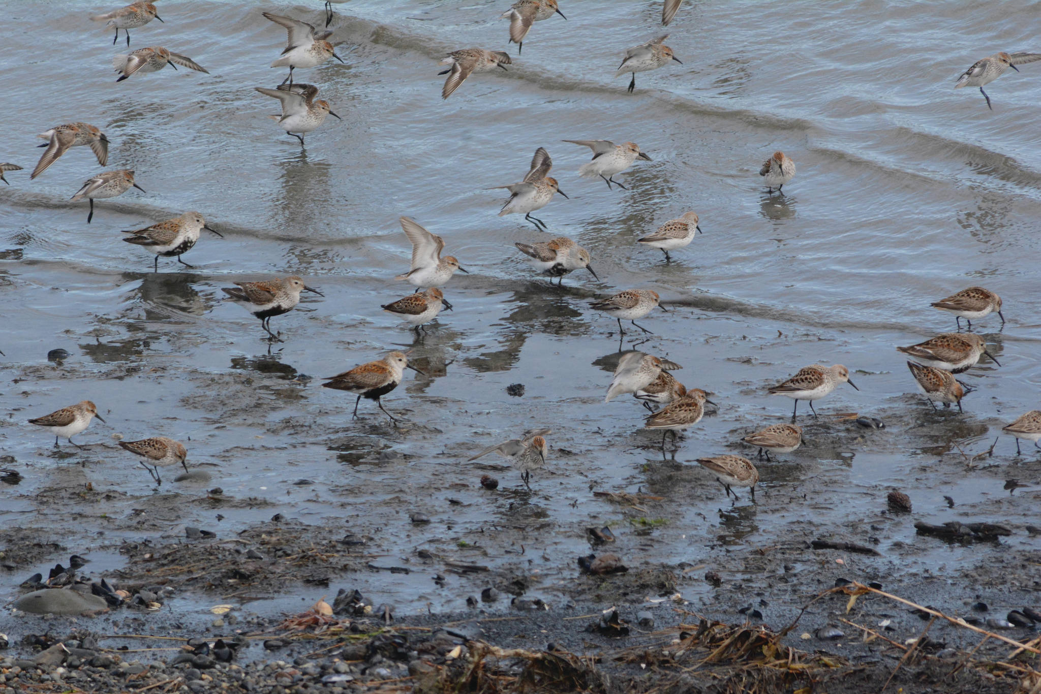 Dunline and western sandpipers feed in Mud Bay on Friday, May 7, 2021, in Homer, Alaska. (Photo by Michael Armstrong/Homer News)