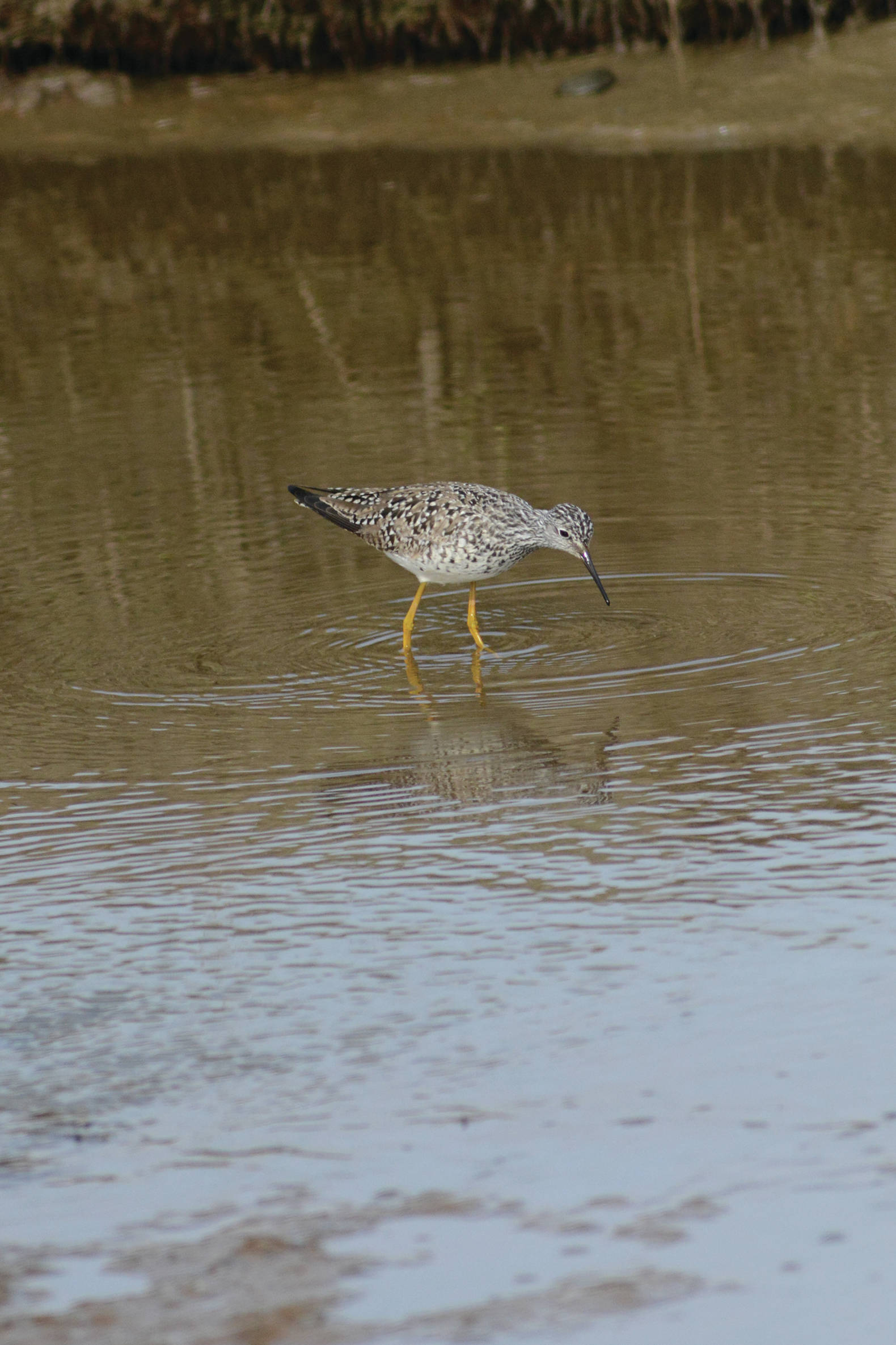 A lesser yellowlegs feeds in Beluga Slough on Sunday, May 9, 2021, in Homer, Alaska. (Photo by Michael Armstrong/Homer News)
