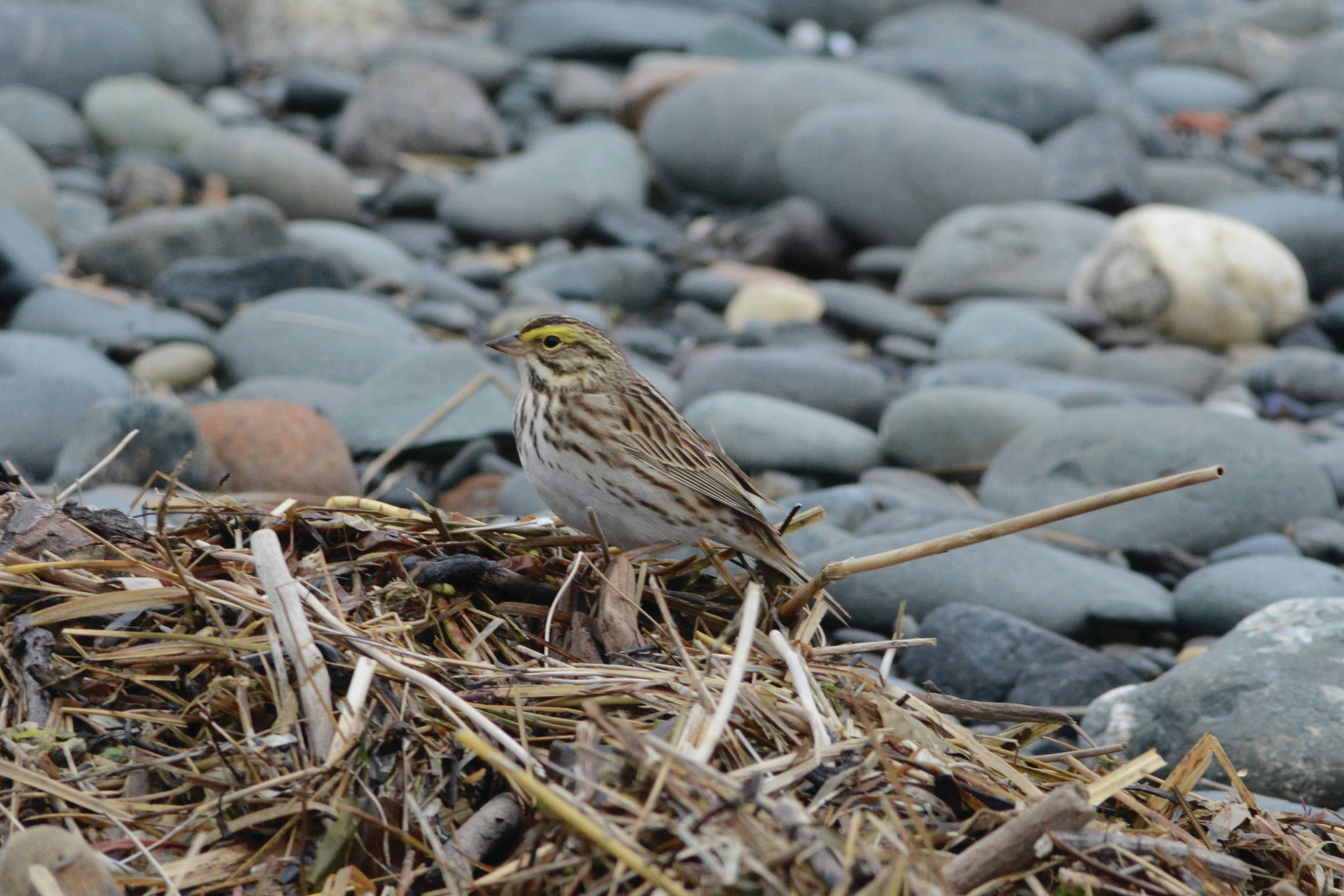 A savannah sparrow feeds along the beach near Green Timbers on the Homer Spit on Saturday, May 8, 2021, in Homer, Alaska. (Photo by Michael Armstrong/Homer News)
