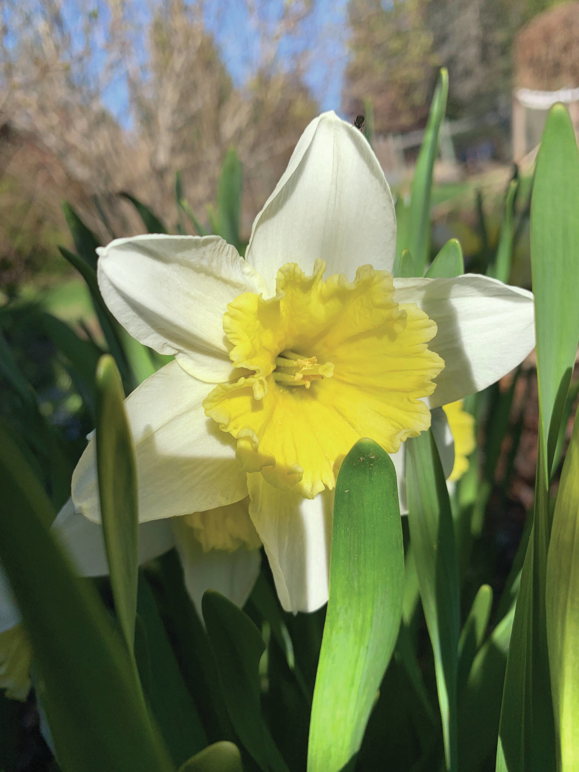 Daffodils add a splash of color and cheer, as seen here on Sunday, May 23, 2021, in the Kachemak Gardener’s garden in Homer, Alaska. (Photo by Rosemary Fitzpatrick)