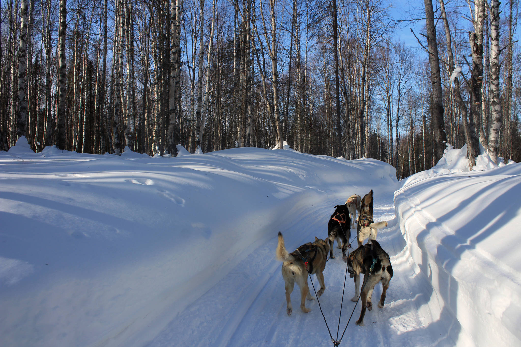 The dog sled team I mushed runs on a trail on Saturday, March 20, 2021 in Talkeetna, Alaska. (Ashlyn O’Hara/Peninsula Clarion)