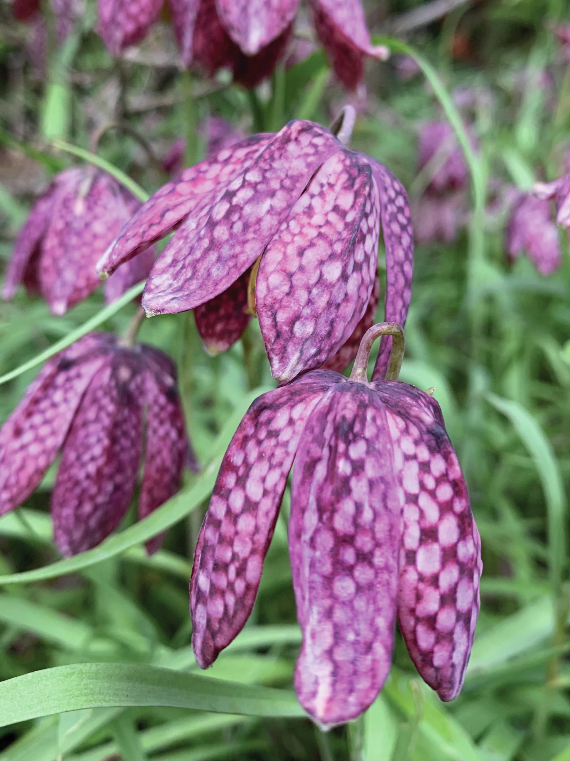 The fritillaria meleagris, commonly called checkered lily, is about 10 inches tall, seeds readily, and thrives in Homer’s misty moisty climate. (Photo by Rosemary Fitzpatrick)
