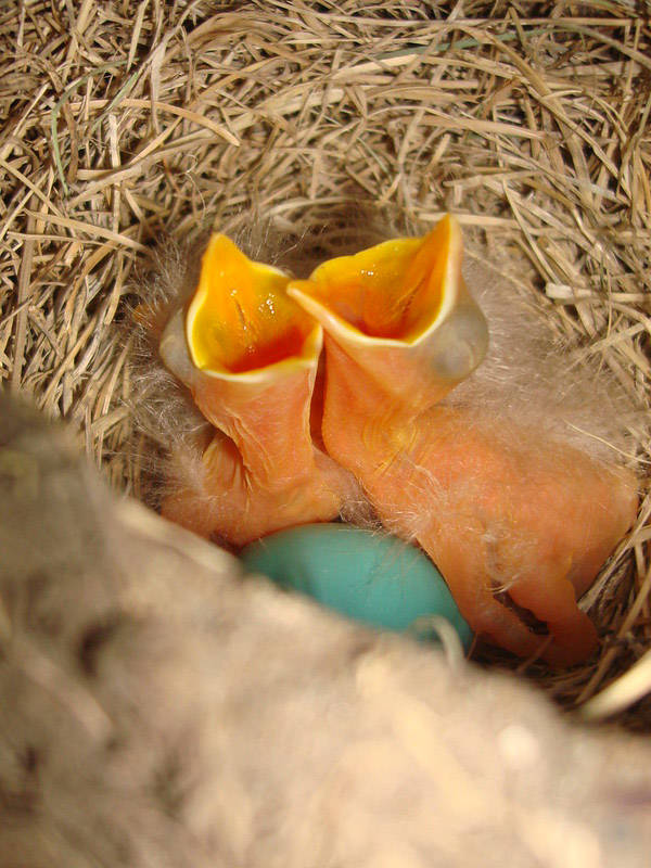 The open mouths of newborn American robins await their mother’s return to the nest. (Seth Beres/USFWS)