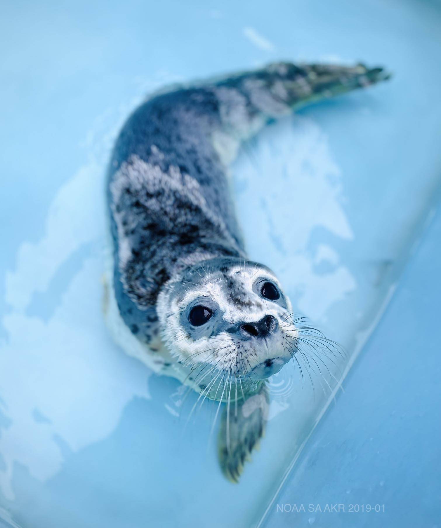 One of two baby seal pups rescued and transported to the Alaska SeaLife Center in Seward is seen in June 2021. (Photo provided by the Alaska SeaLife Center)