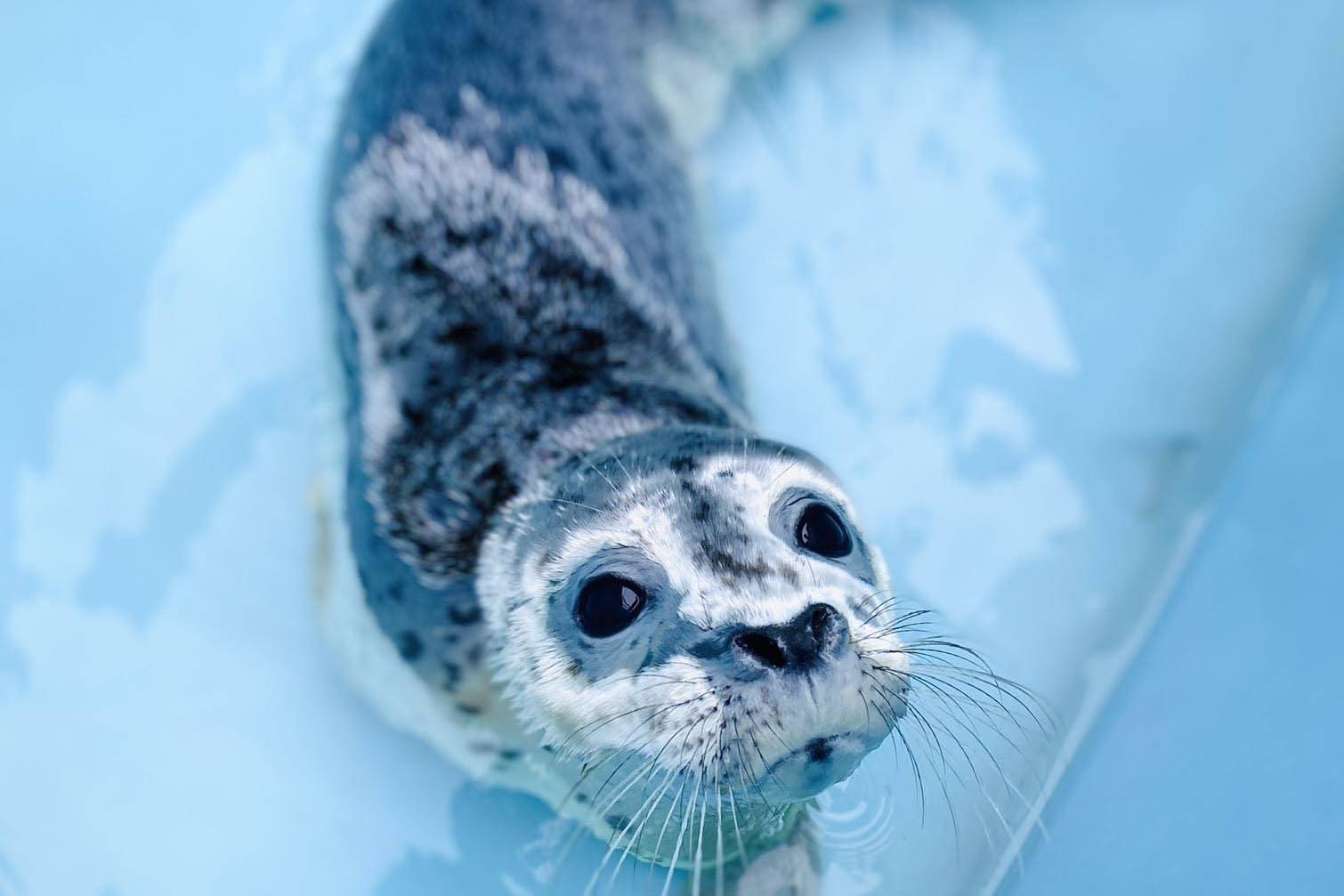 One of two baby seal pups rescued and transported to the Alaska SeaLife Center in Seward is seen in June 2021. (Photo provided by the Alaska SeaLife Center)