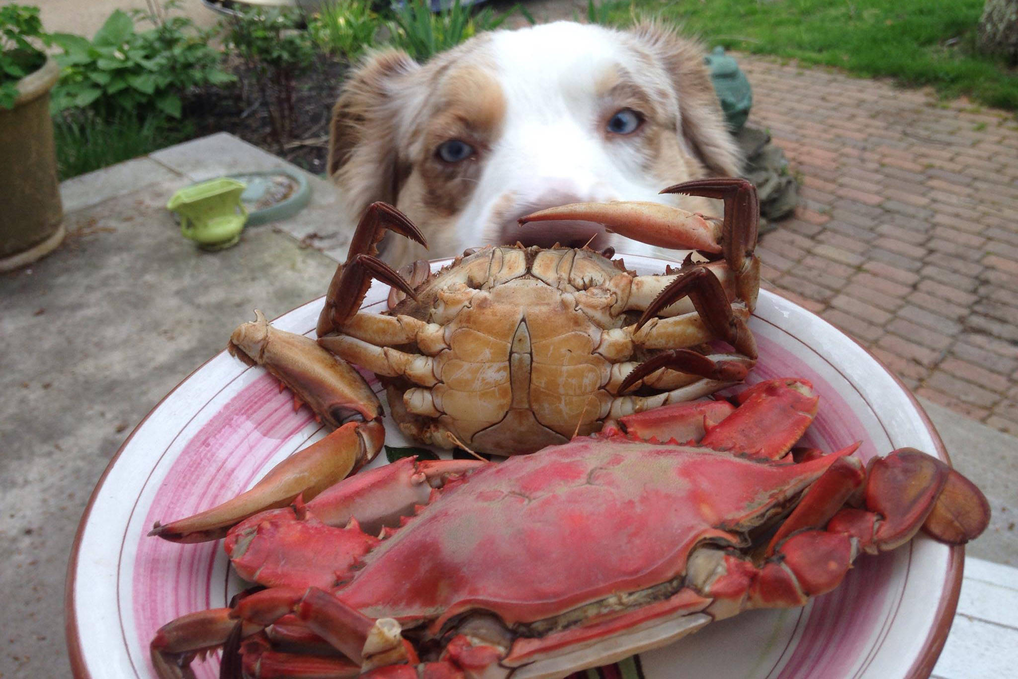 Eileen Sorensen taunts her dog, Hana, with fresh caught and cooked blue claw crabs in New Jersey. (Photo courtesy Kat Sorensen)