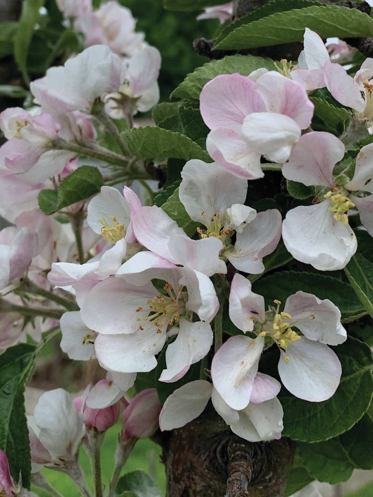 Apple blossoms on the North Pole columnar apple tree — lovely as well as promising. (Photo by Rosemary Fitzpatrick)